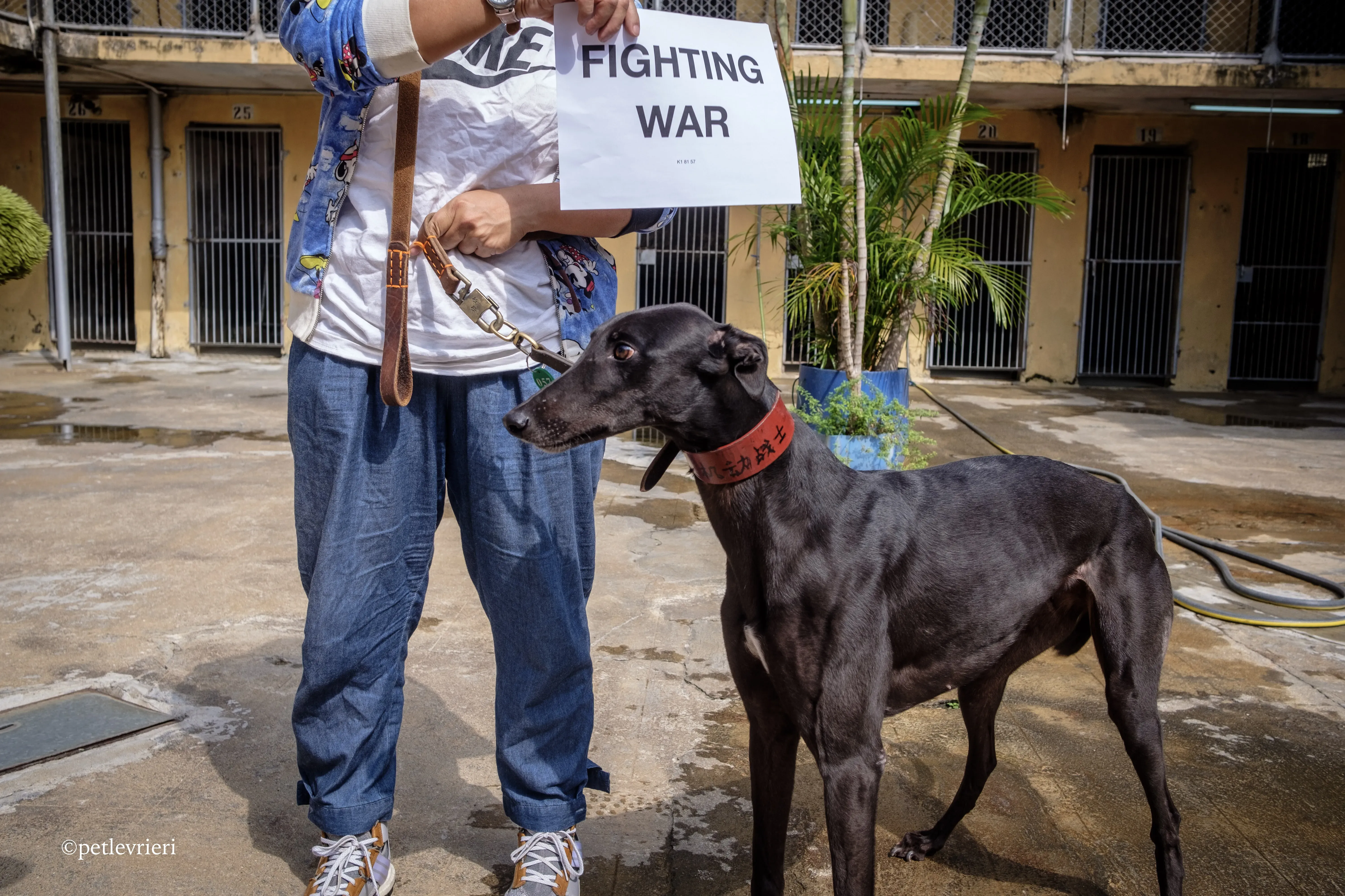 fighting warrior adozione greyhound macao 1