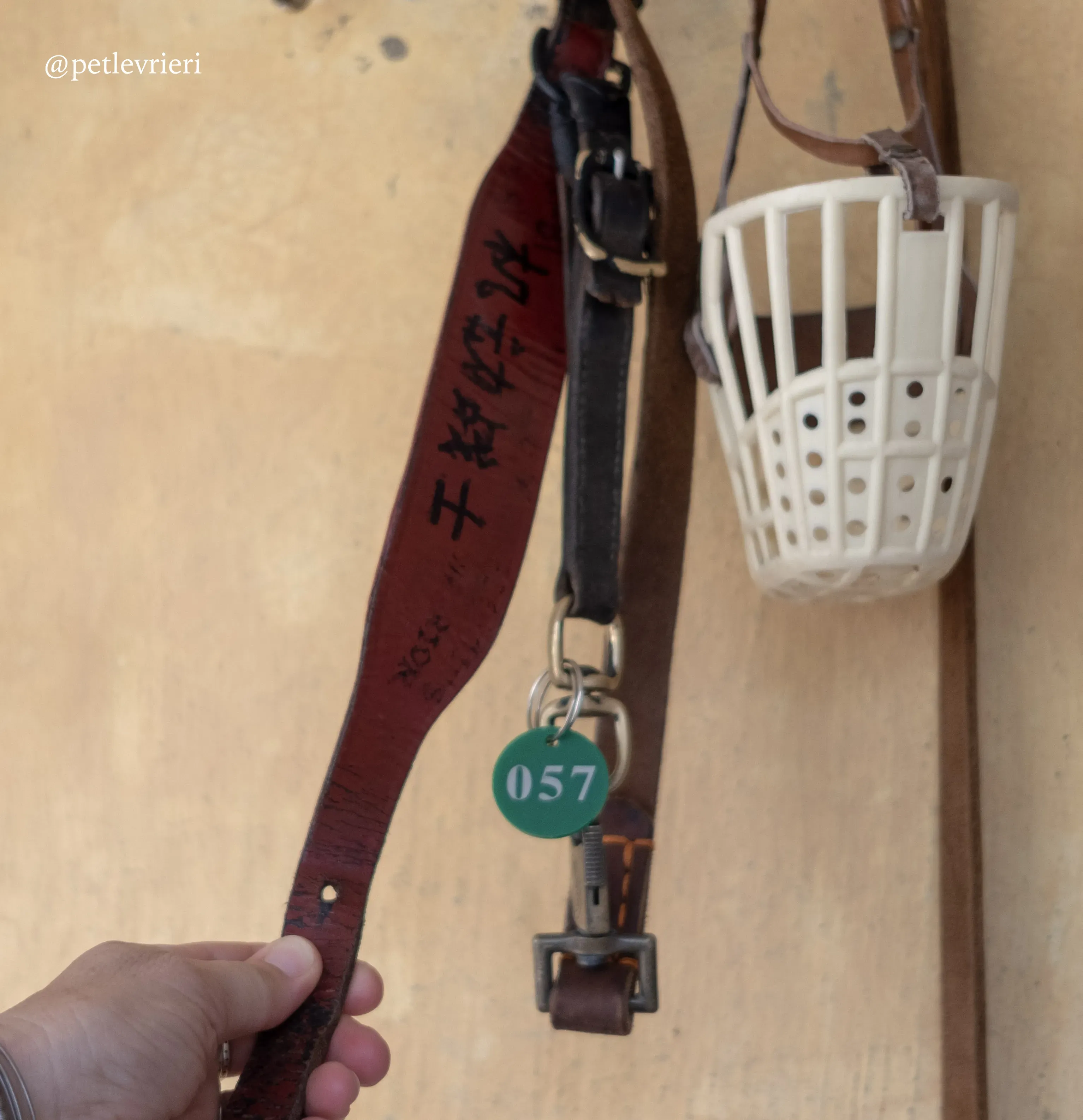 fighting warrior adozione greyhound macao 10