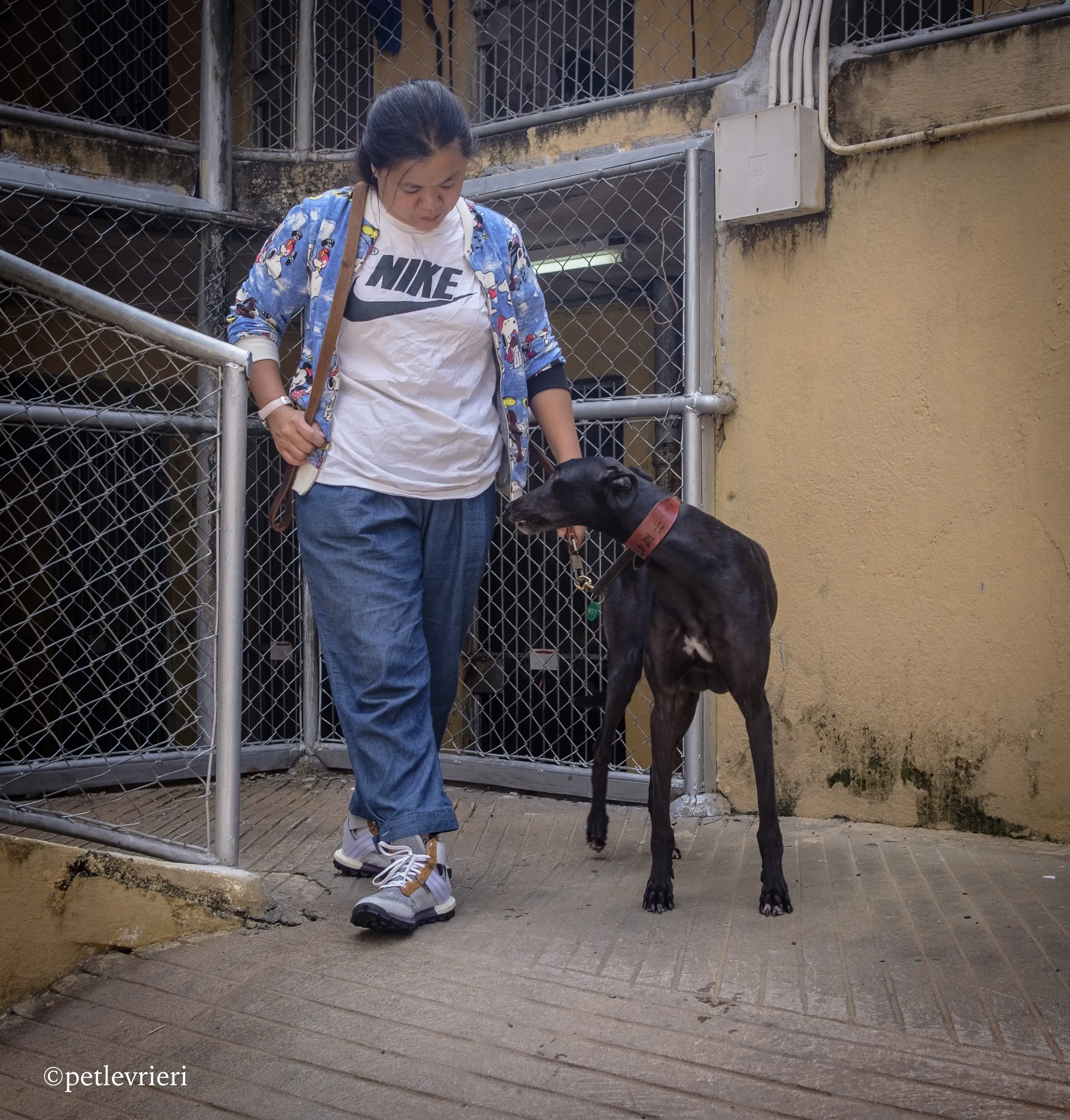 fighting warrior adozione greyhound macao 11