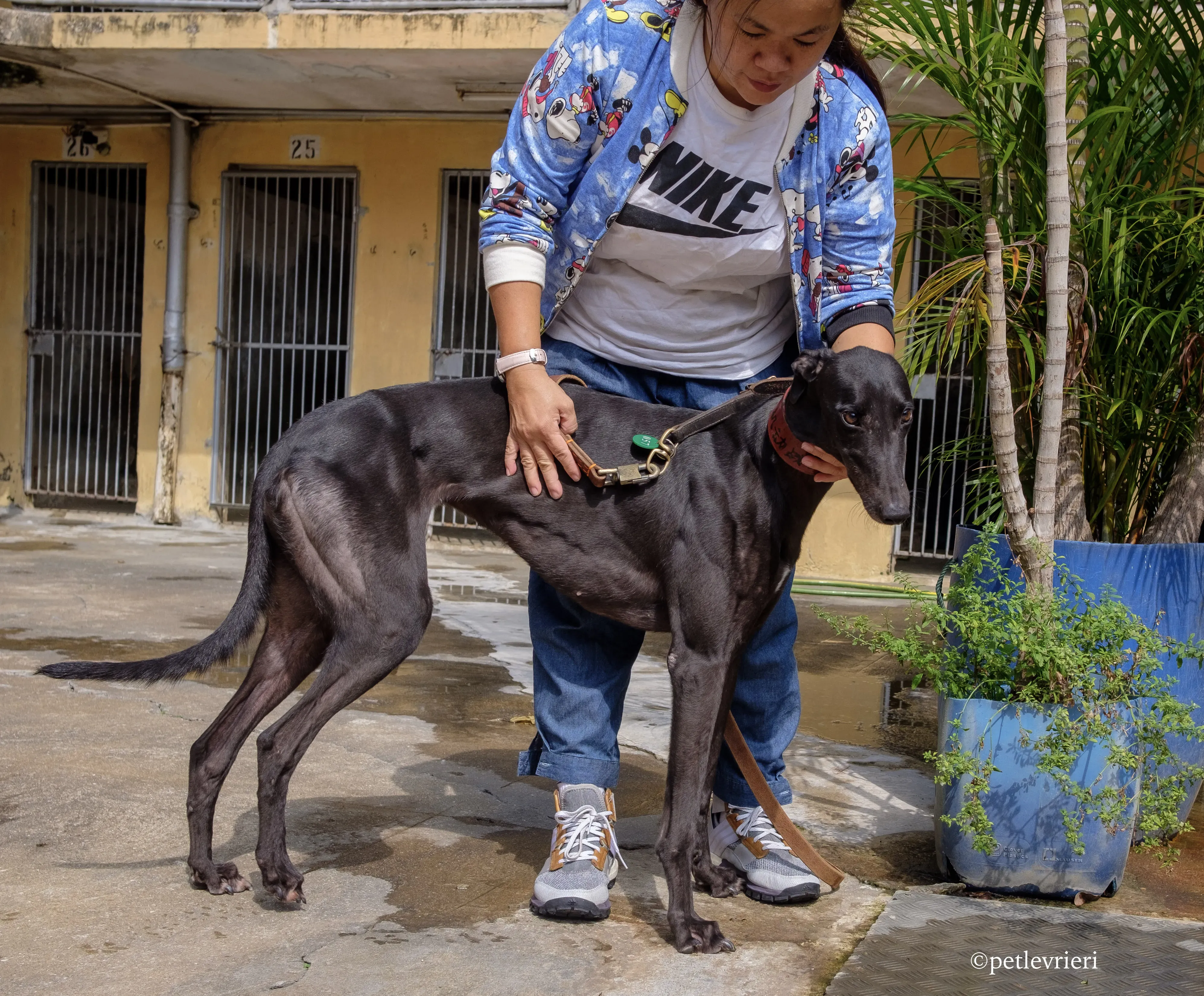 fighting warrior adozione greyhound macao 12