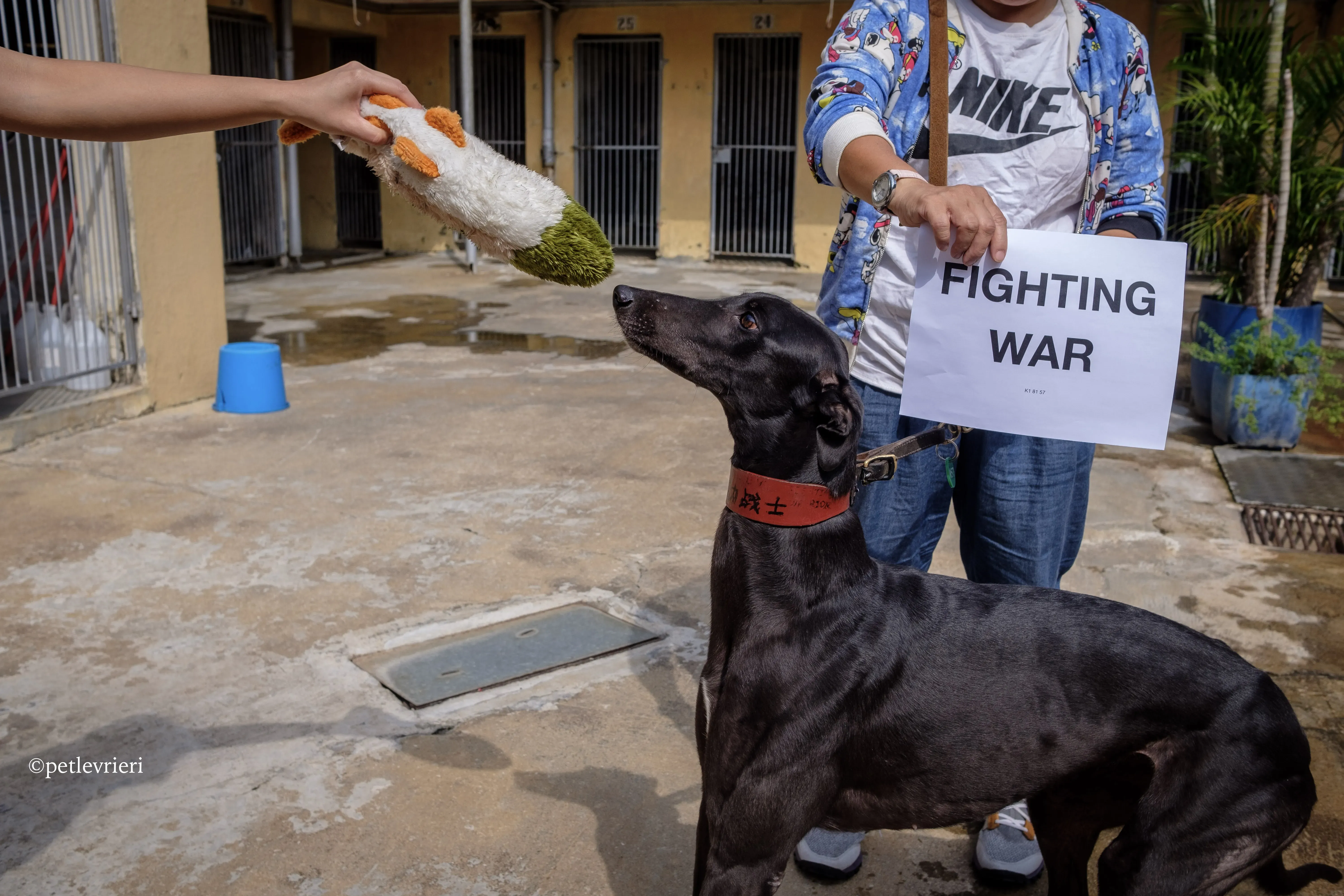 fighting warrior adozione greyhound macao 2