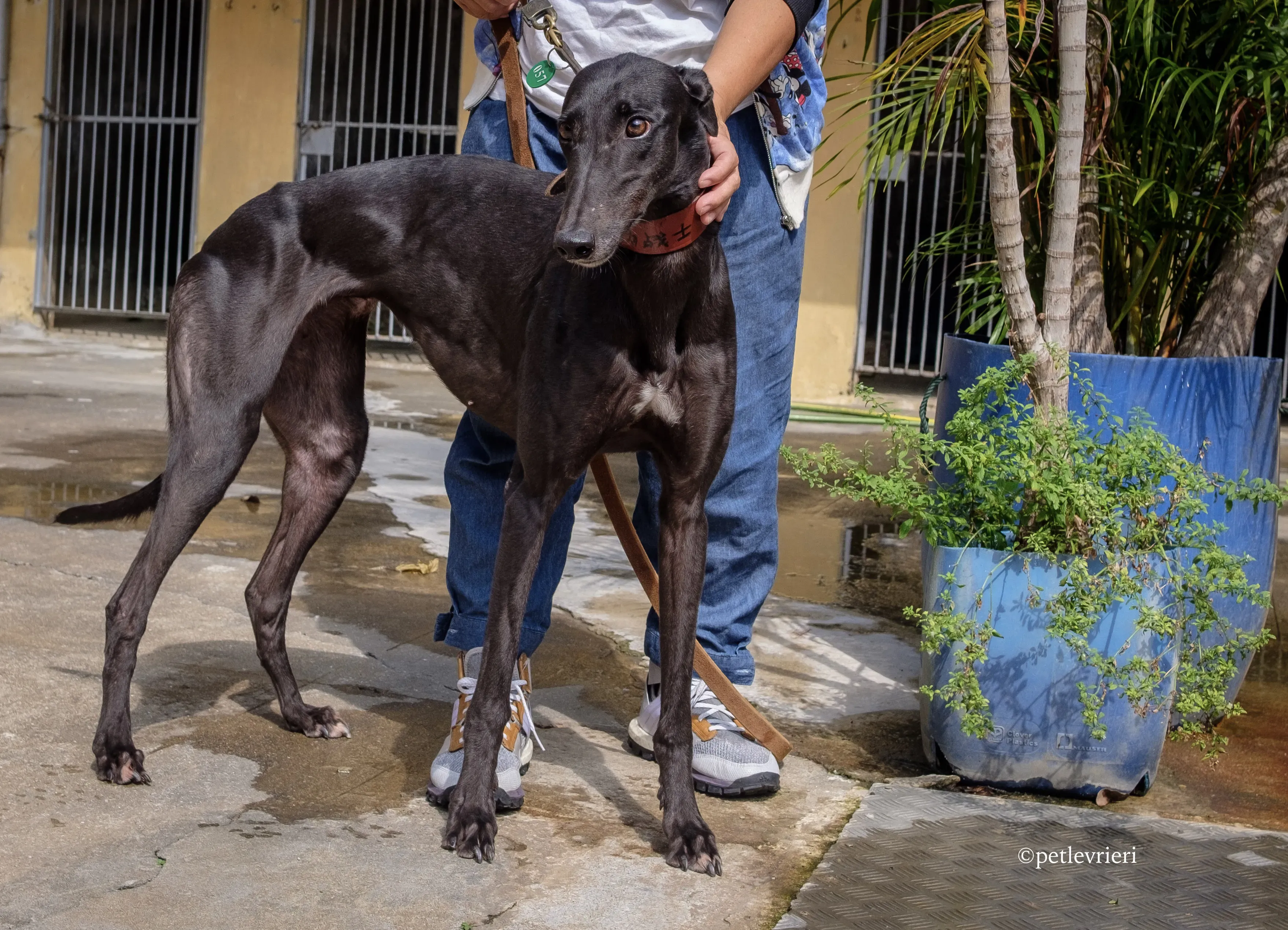 fighting warrior adozione greyhound macao 3