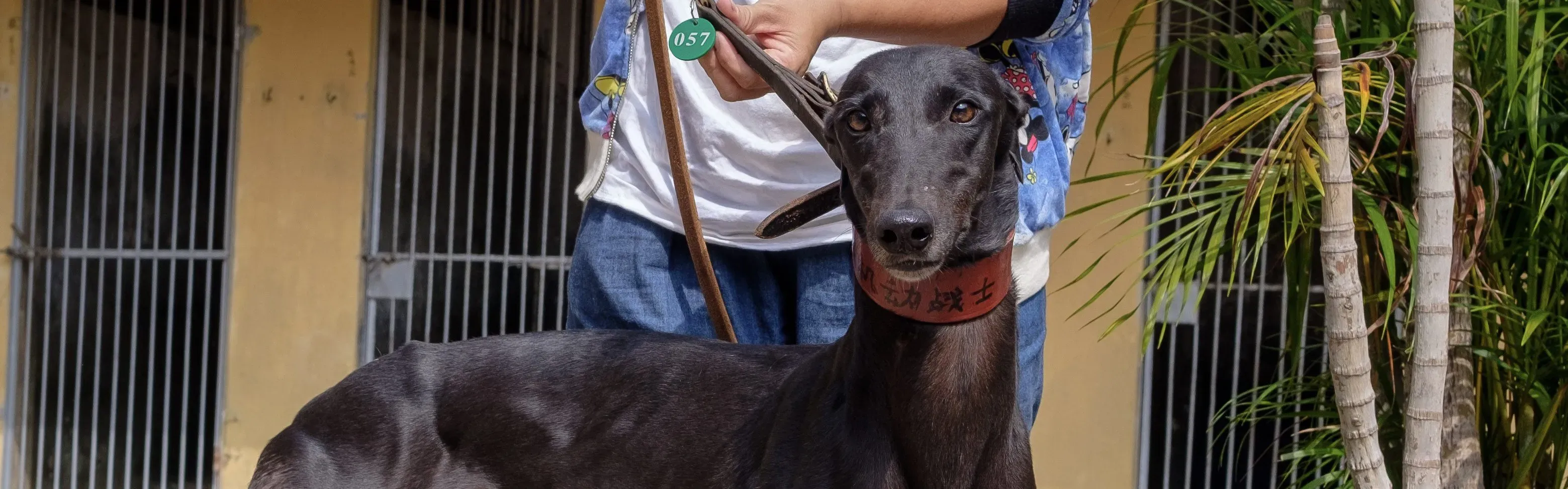 fighting warrior adozione greyhound macao 4 e1542411157496