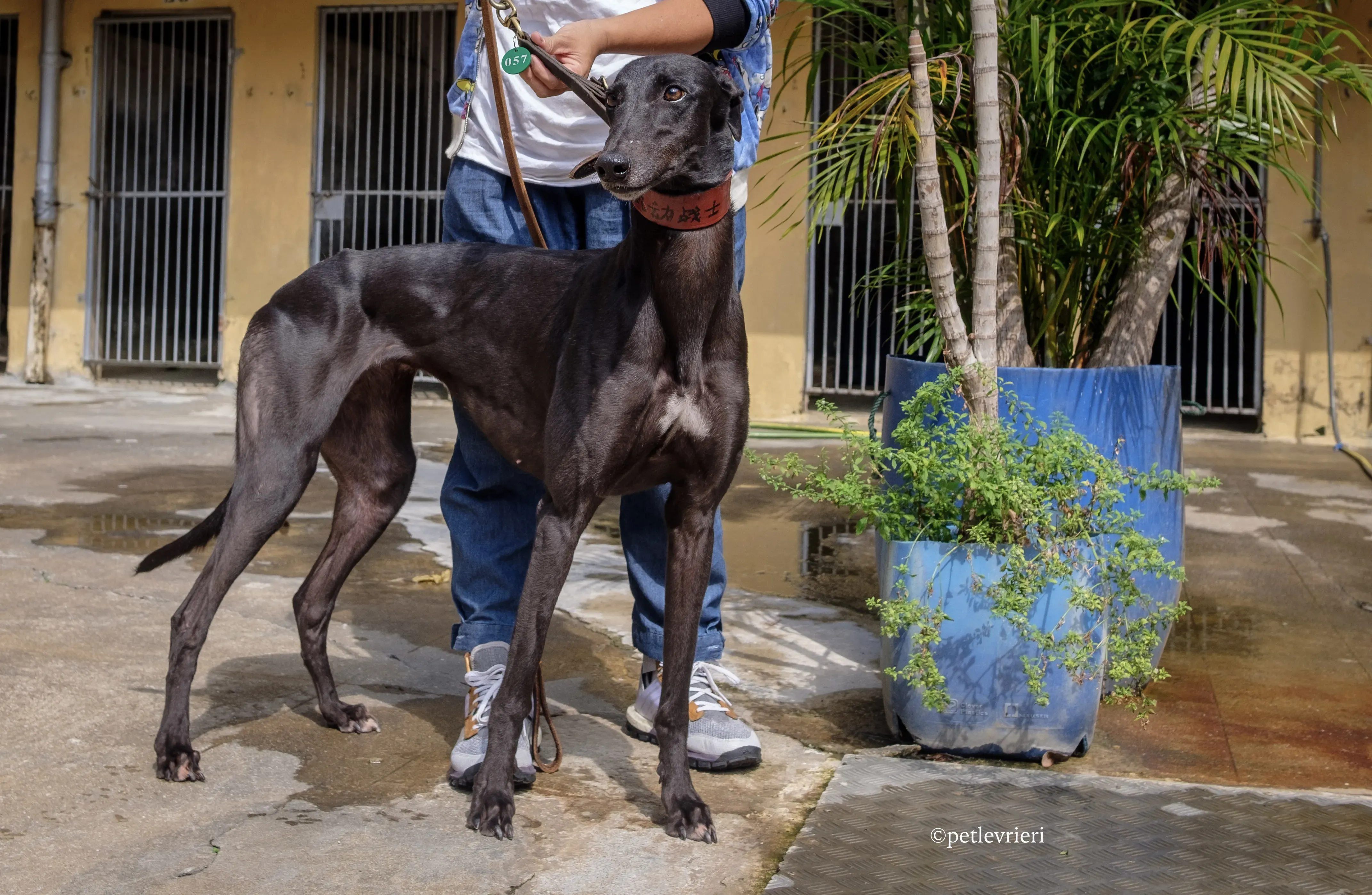 fighting warrior adozione greyhound macao 5