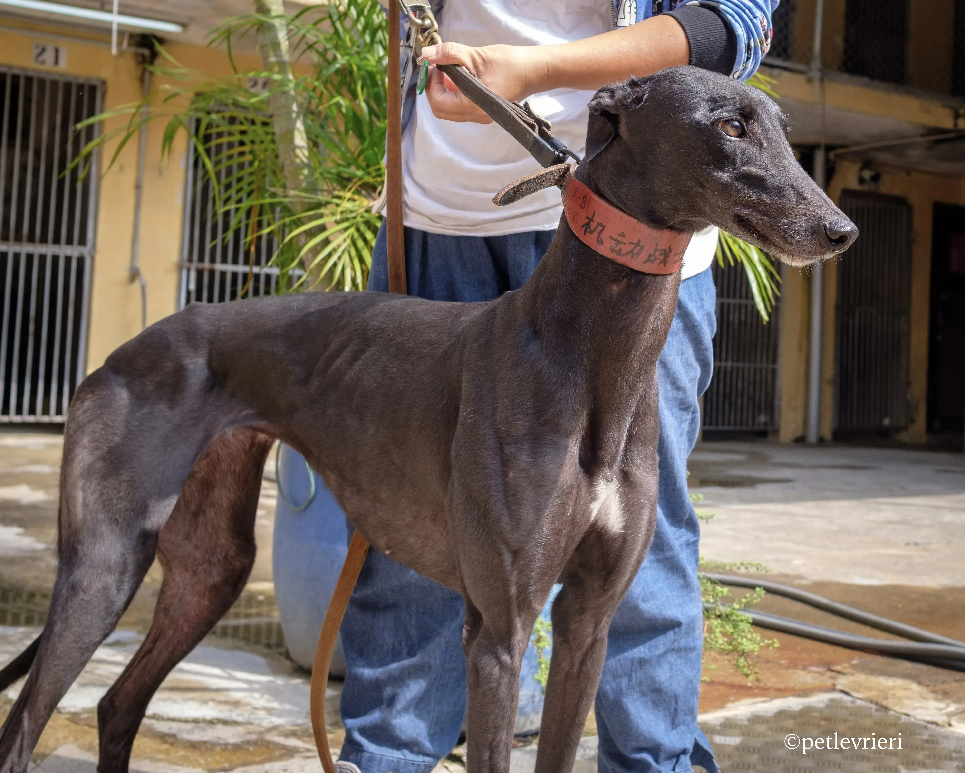 fighting warrior adozione greyhound macao 6