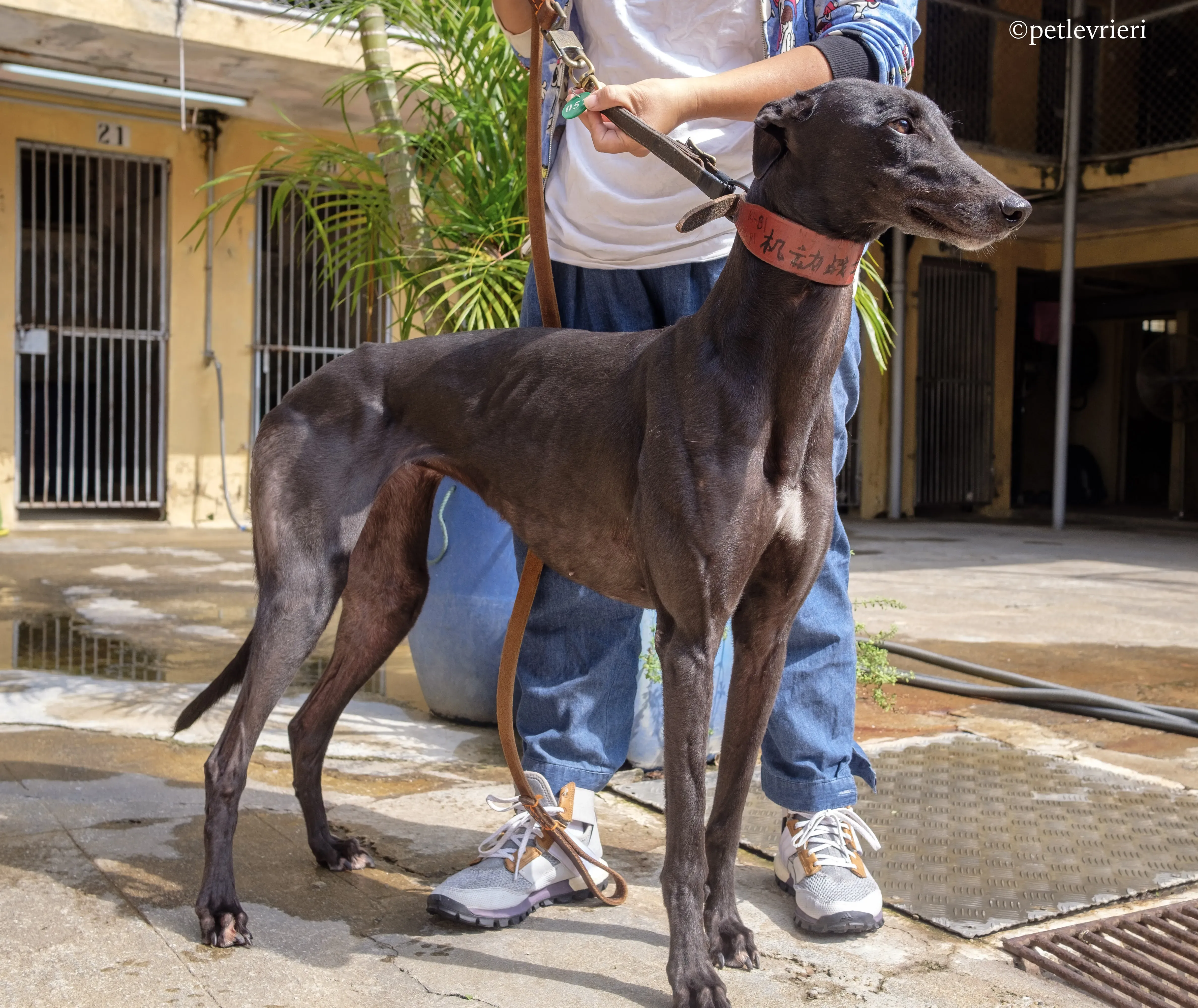 fighting warrior adozione greyhound macao 8