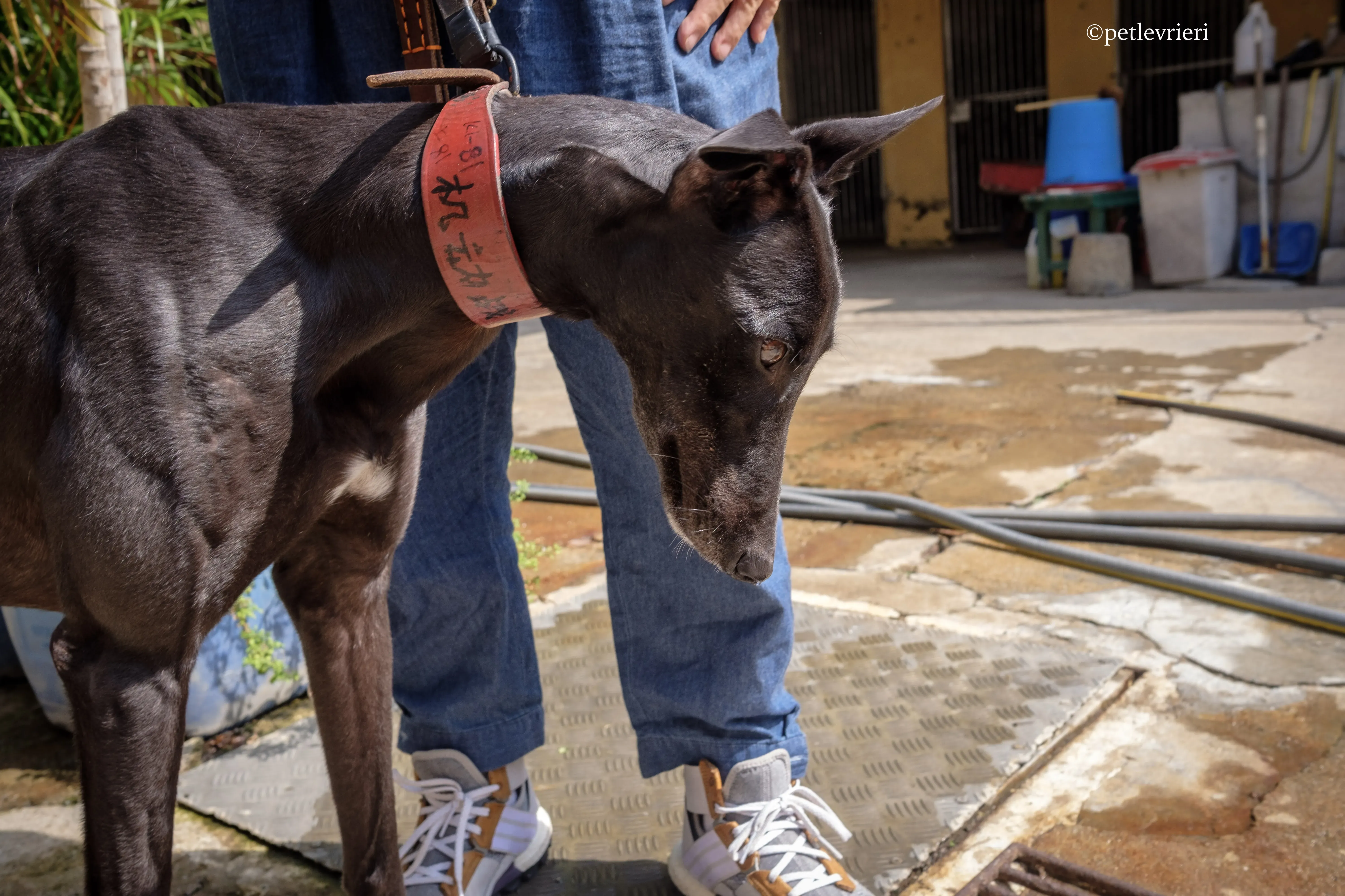 fighting warrior adozione greyhound macao 9