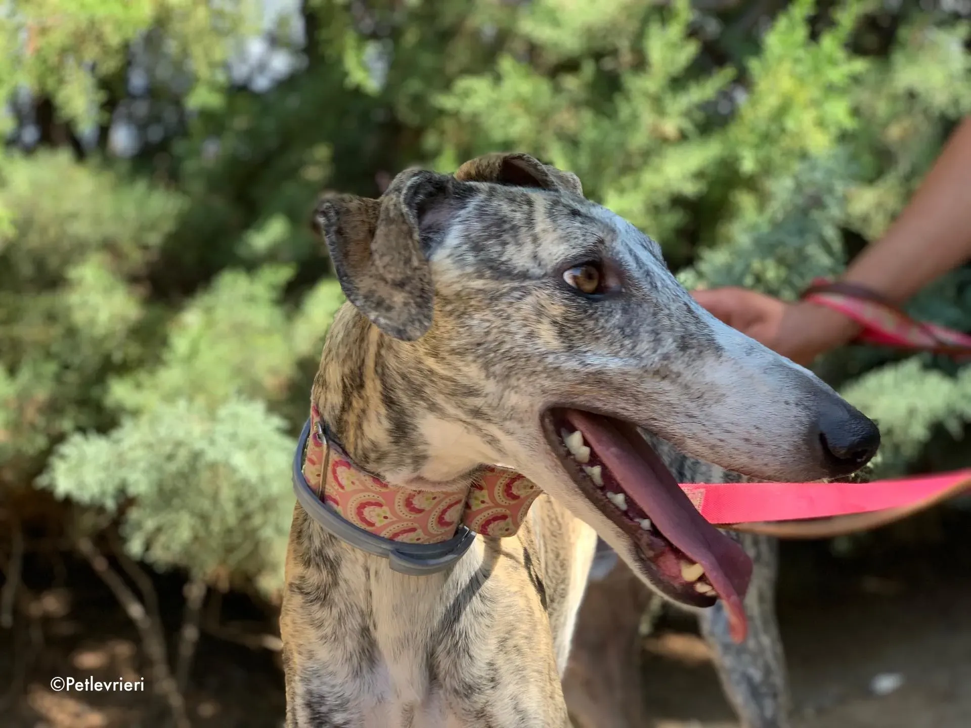 filo adozione levrieri galgo 1