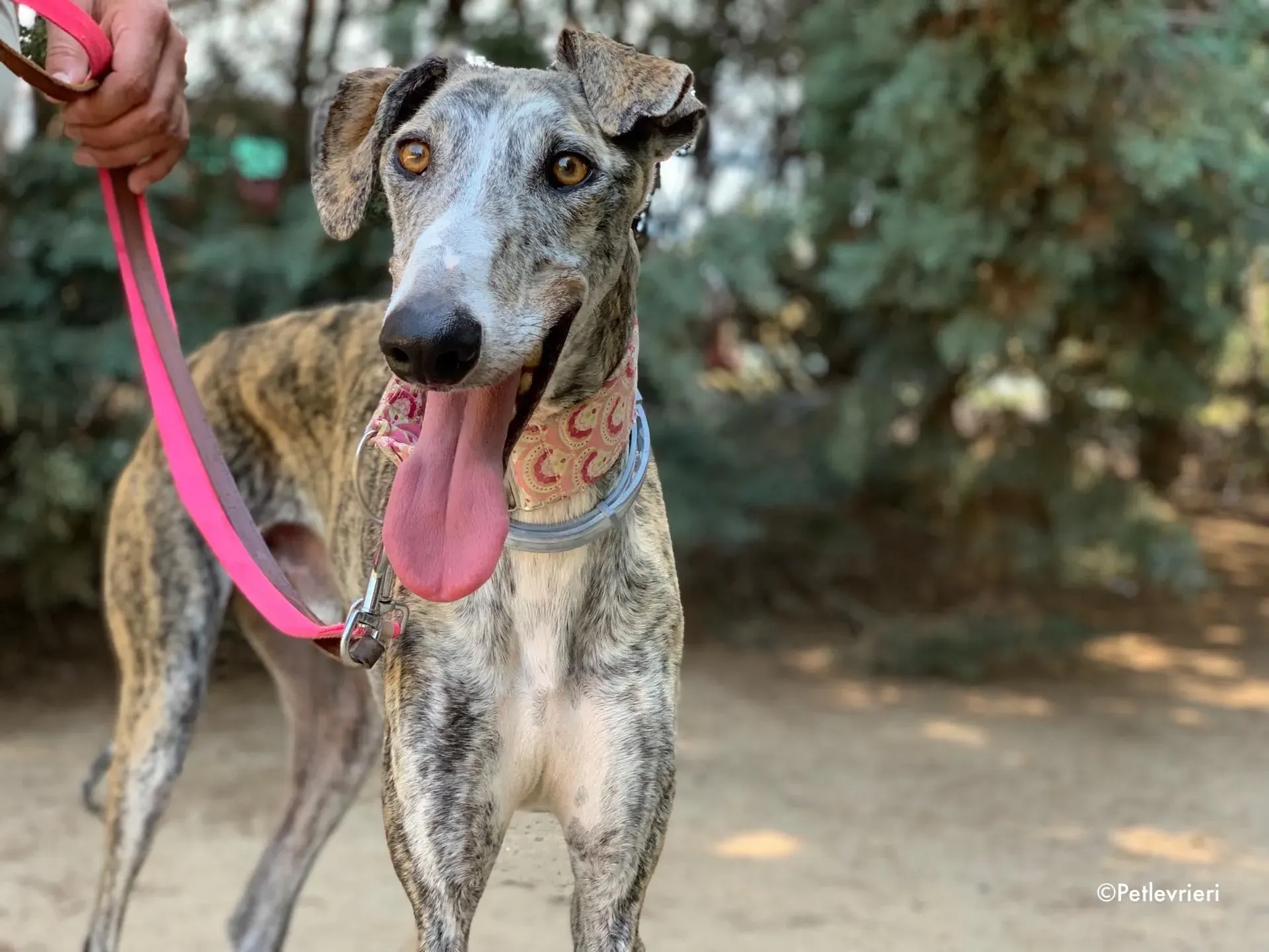 filo adozione levrieri galgo 2