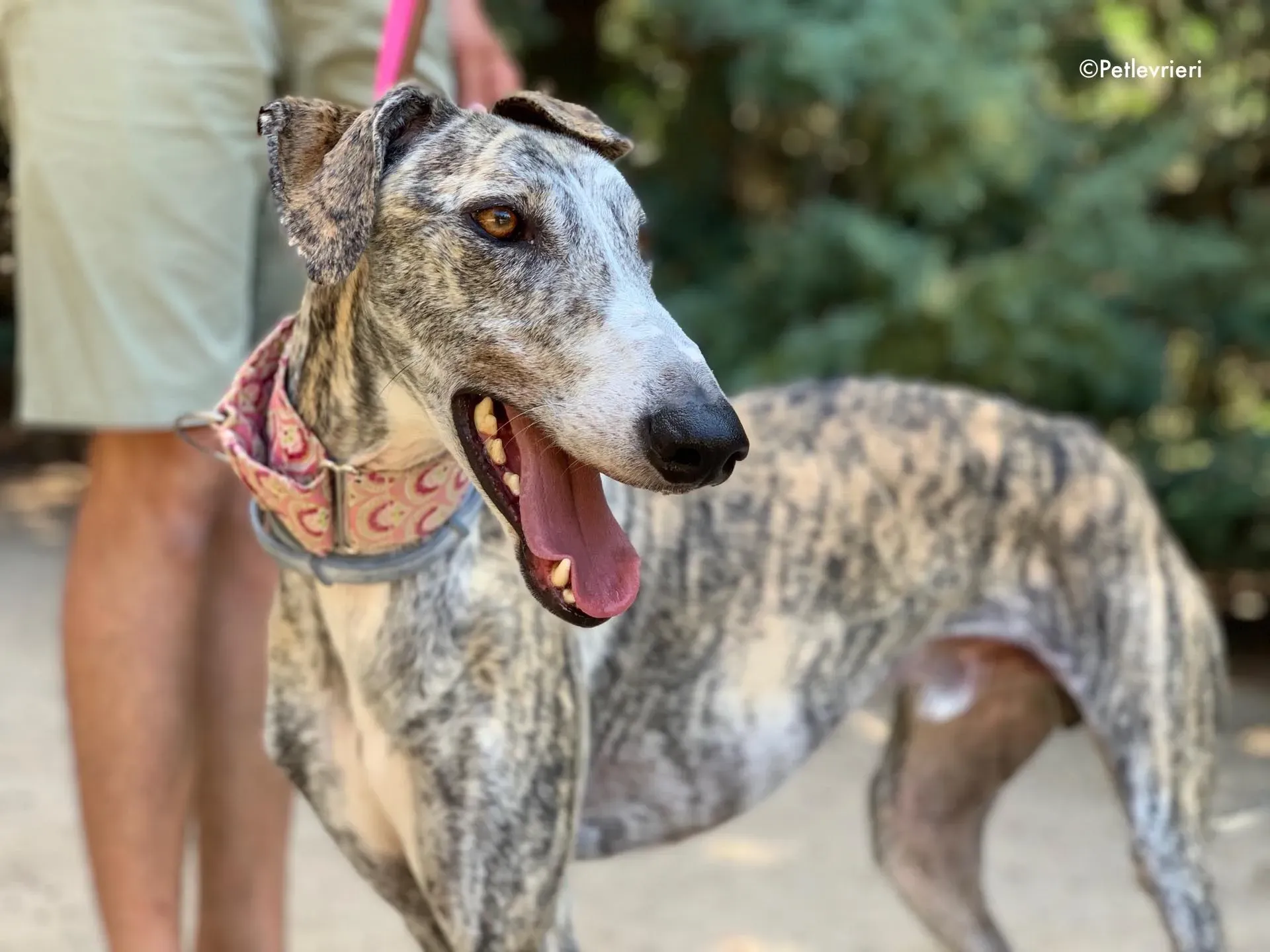 filo adozione levrieri galgo 3