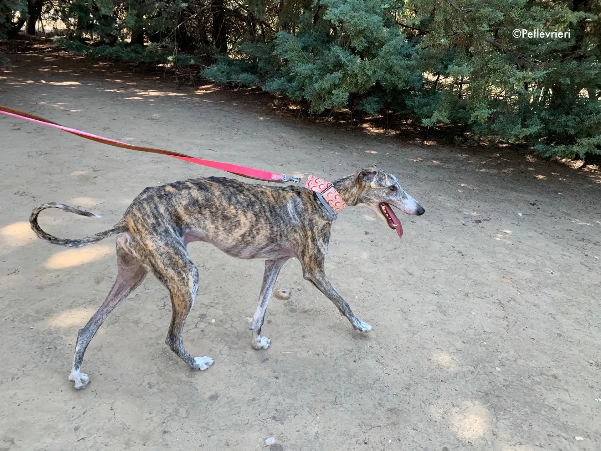 filo adozione levrieri galgo 4