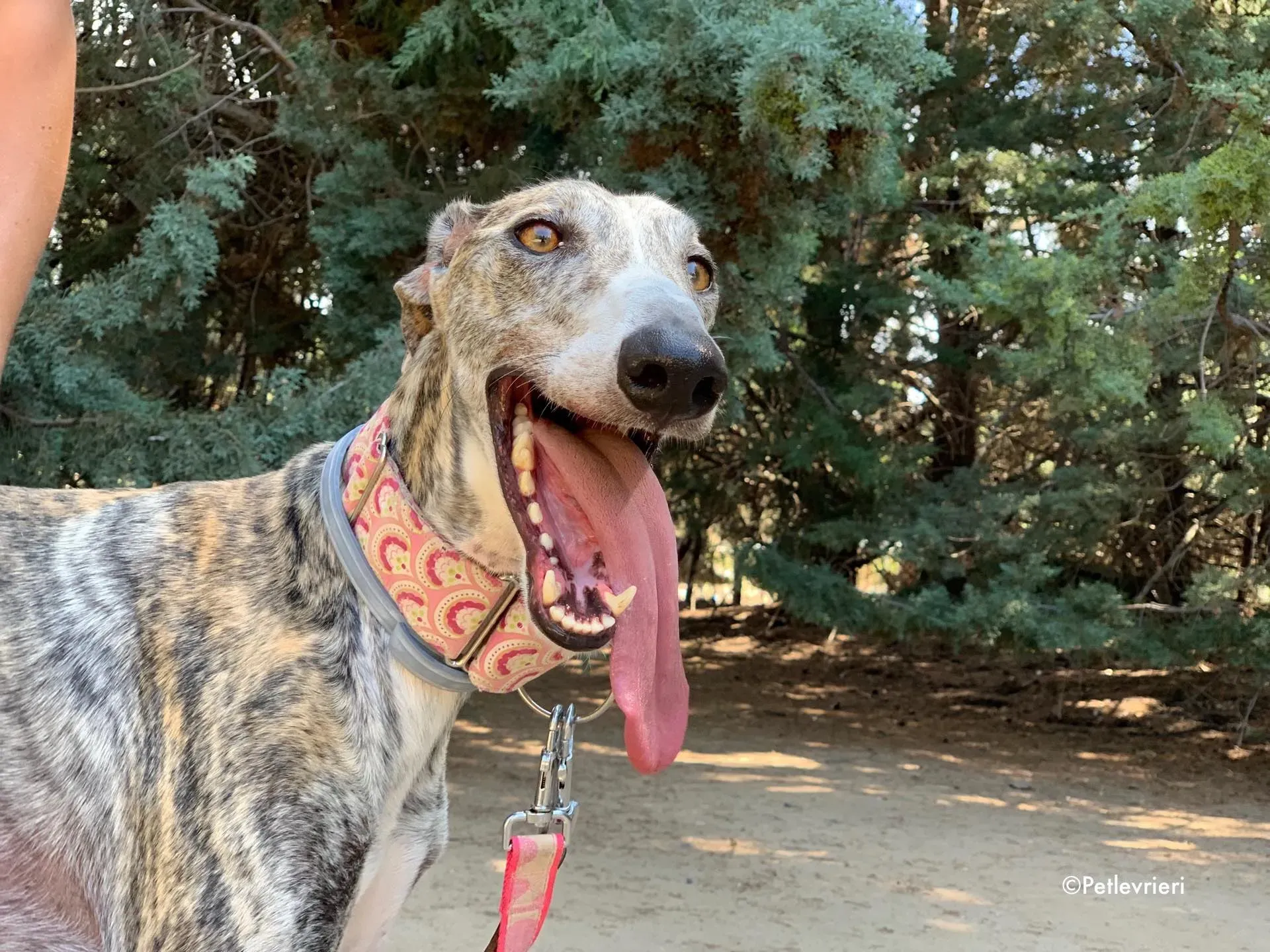 filo adozione levrieri galgo 5