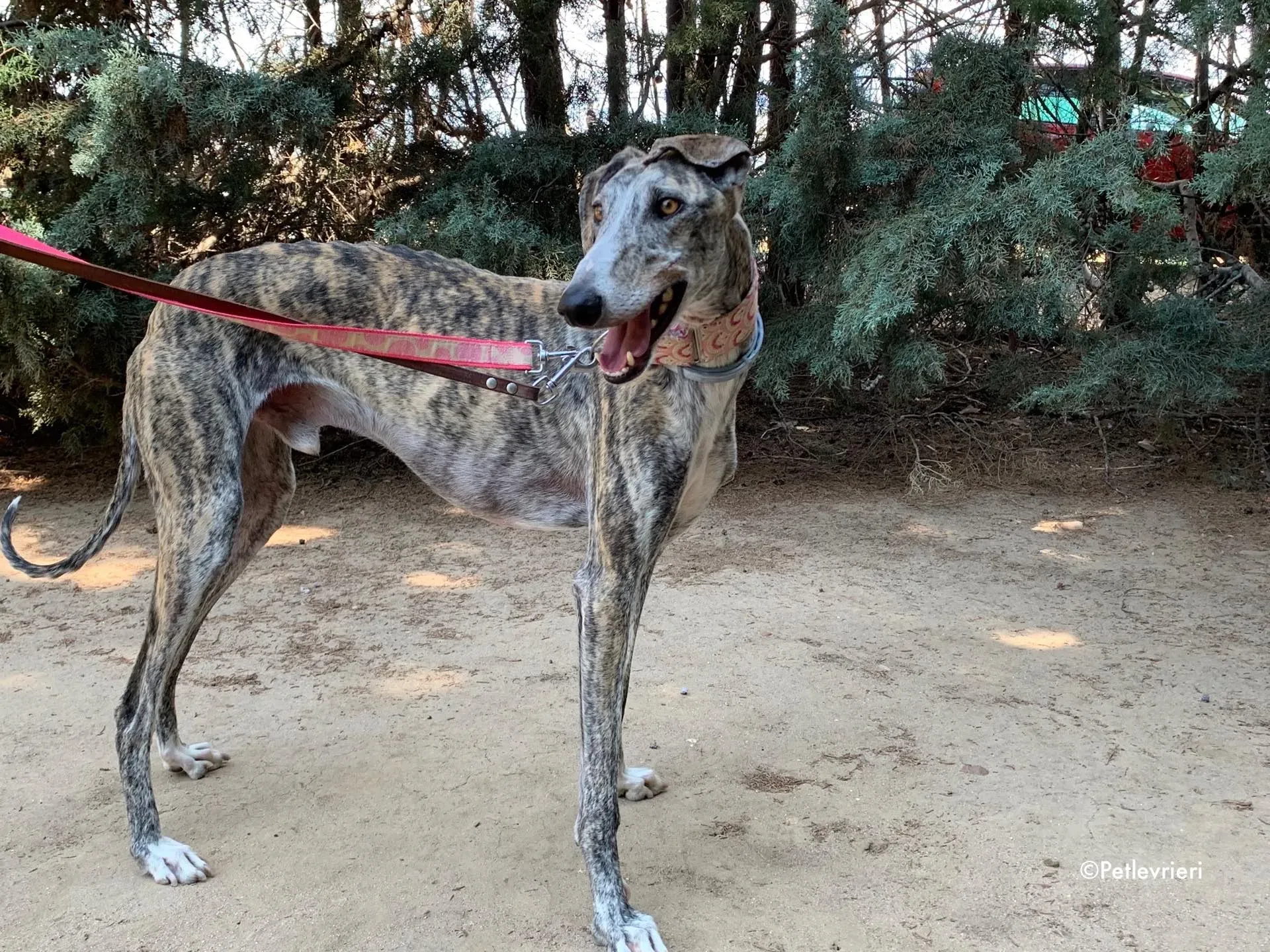 filo adozione levrieri galgo 6