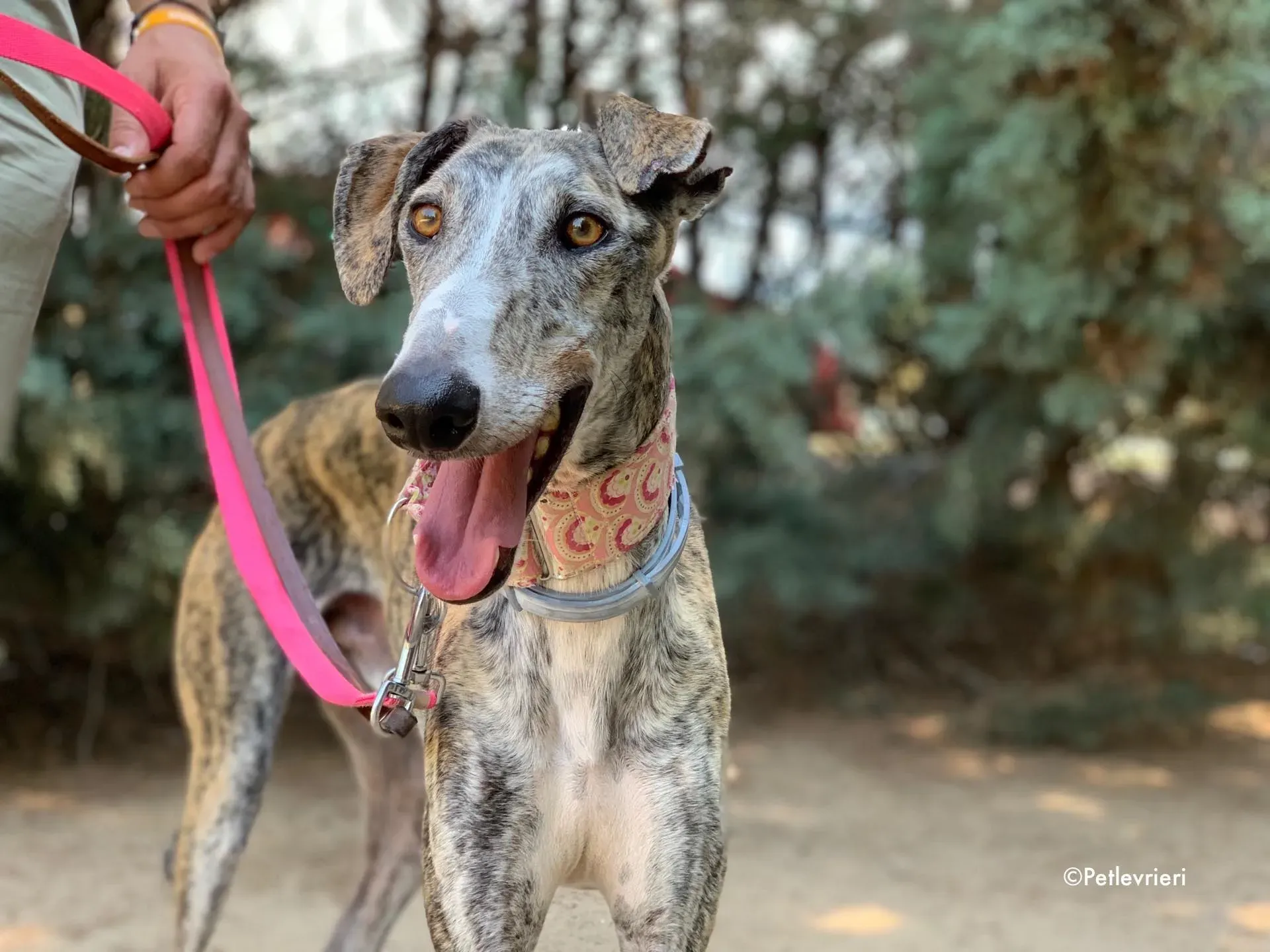 filo adozione levrieri galgo 7