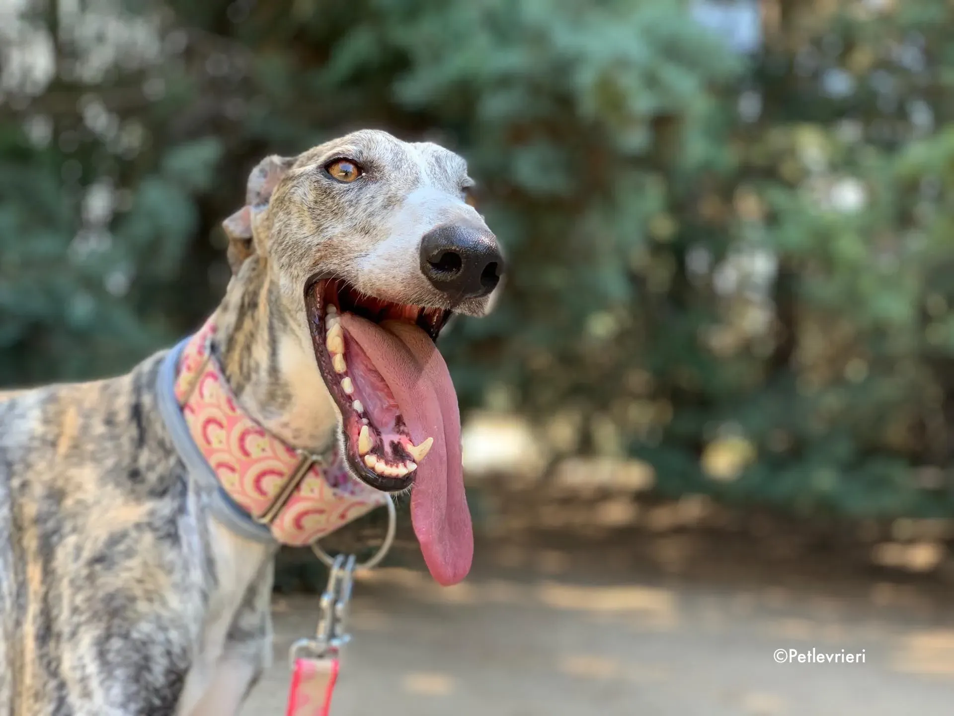 filo adozione levrieri galgo 8