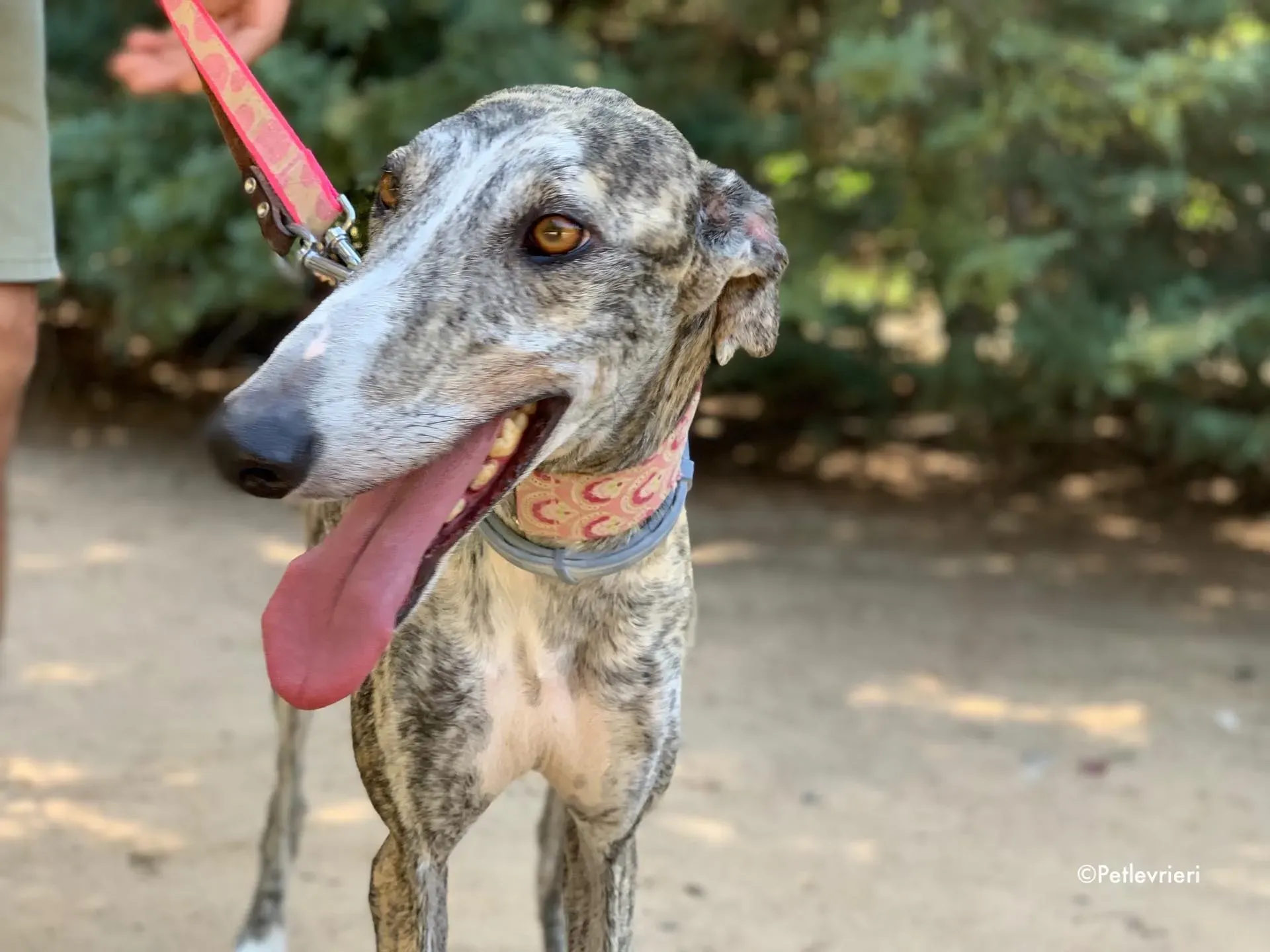 filo adozione levrieri galgo 9