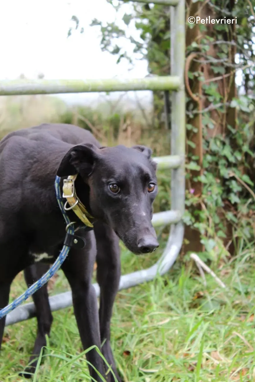 finbarr adozione levrieri greyhound 1