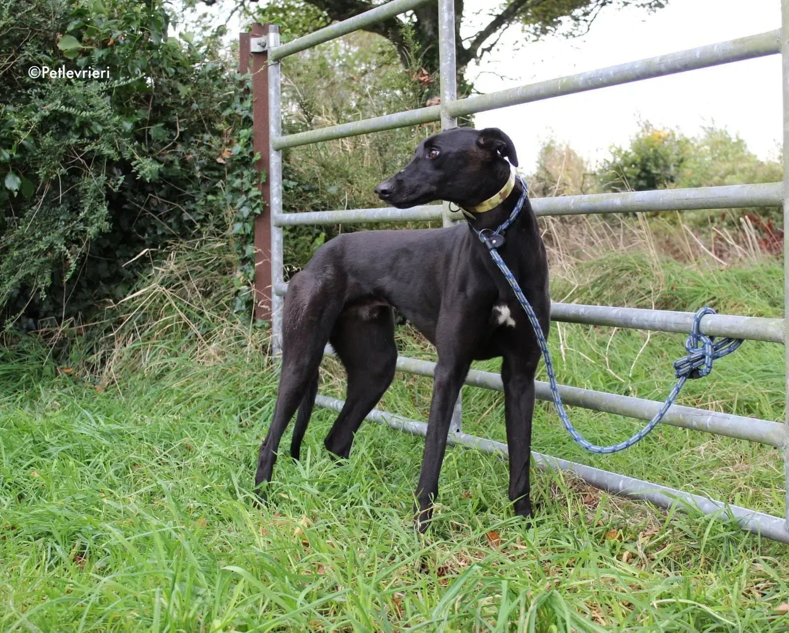 finbarr adozione levrieri greyhound 2