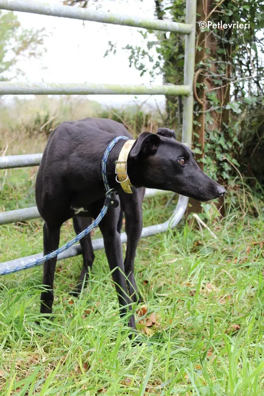 finbarr adozione levrieri greyhound 3