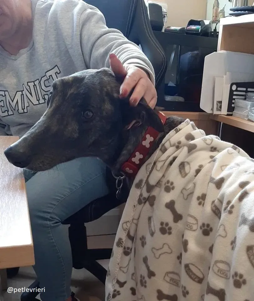 finn adozione greyhound 1 1