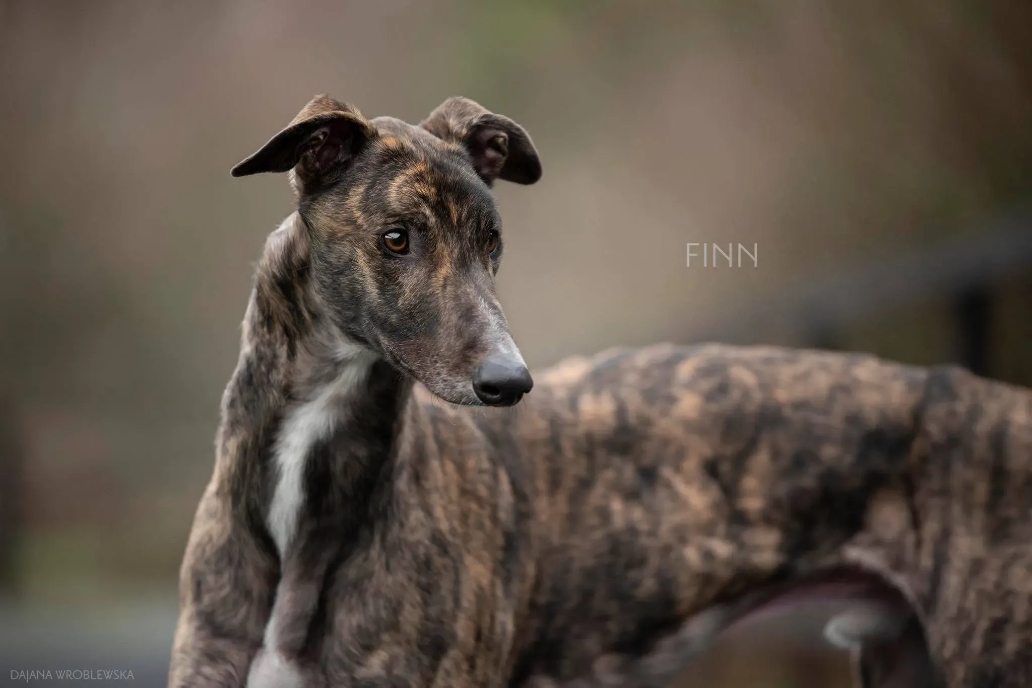 finn adozione levrieri greyhound 1 1