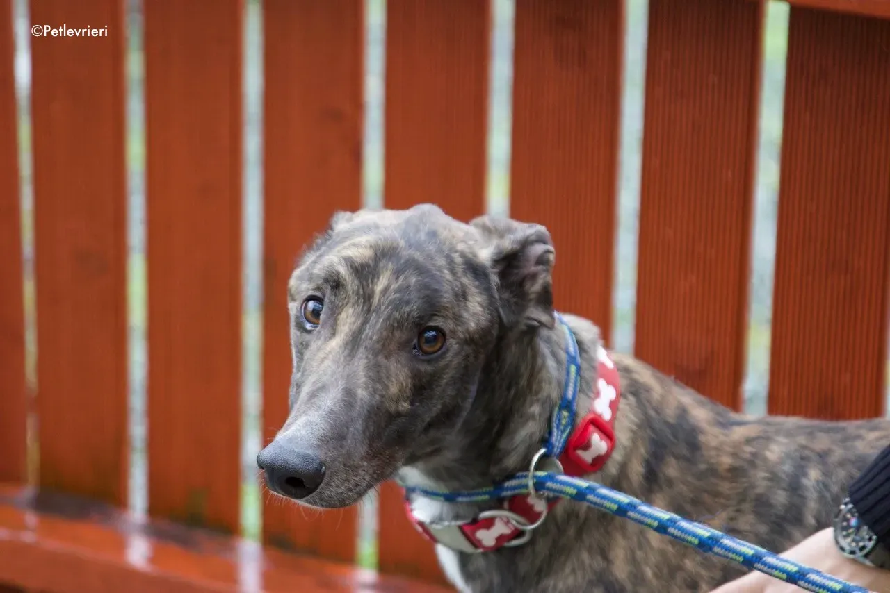 finn adozione levrieri greyhound 1 3