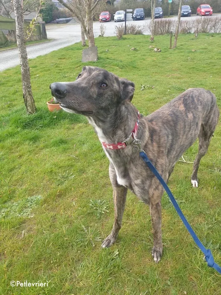 finn adozione levrieri greyhound 1 4