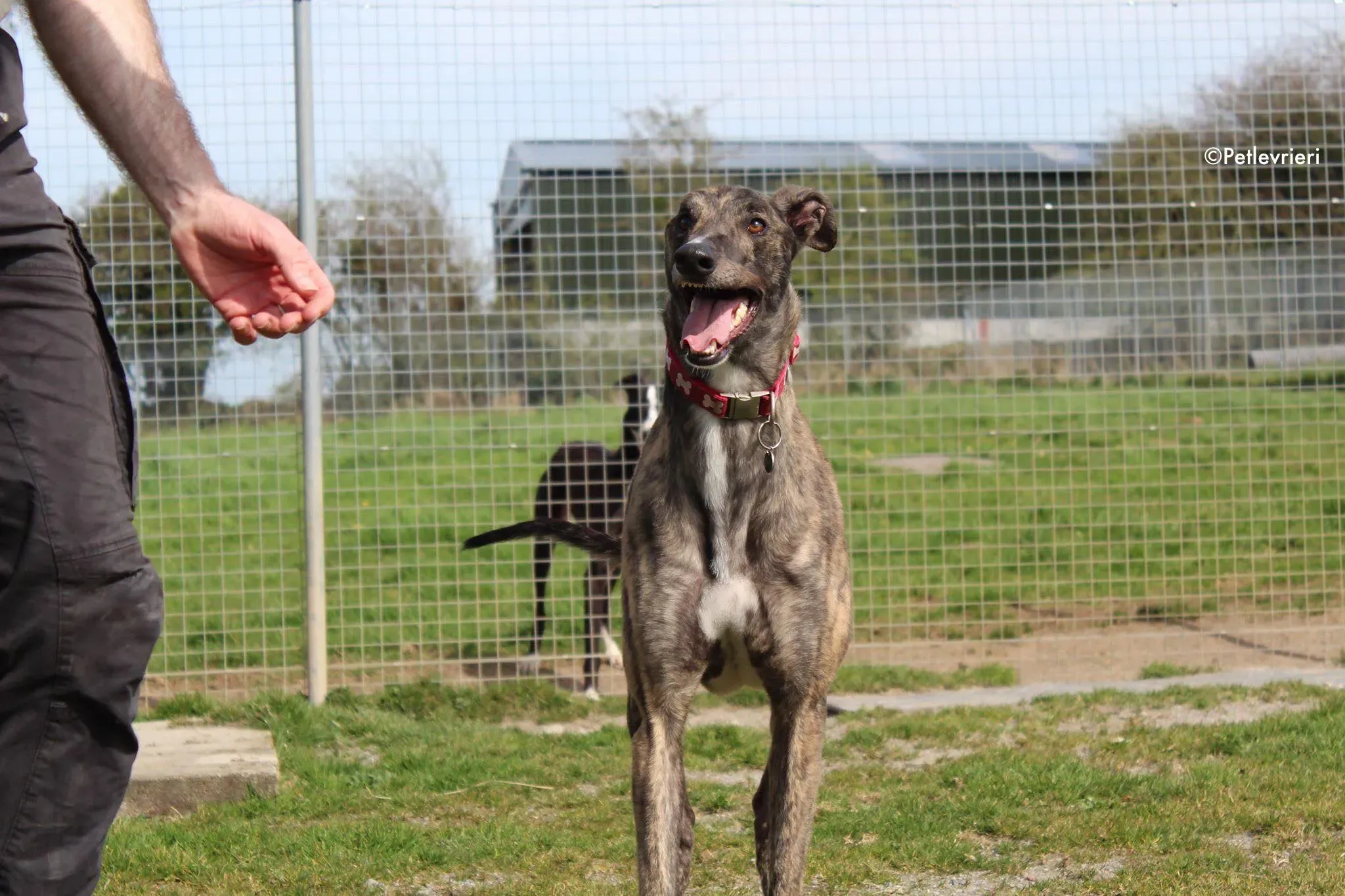 finn adozione levrieri greyhound 1 5