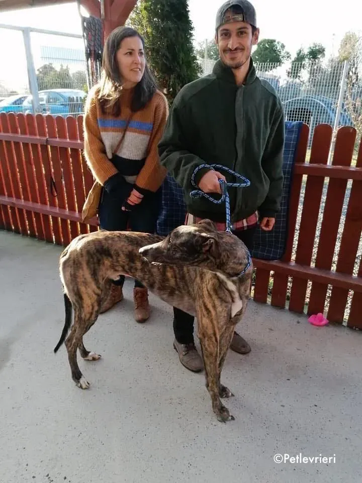 finn adozione levrieri greyhound 1
