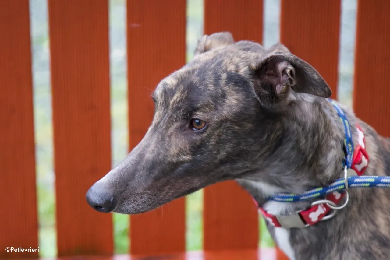 finn adozione levrieri greyhound 2 2