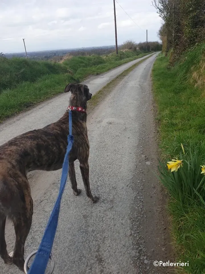 finn adozione levrieri greyhound 2 3