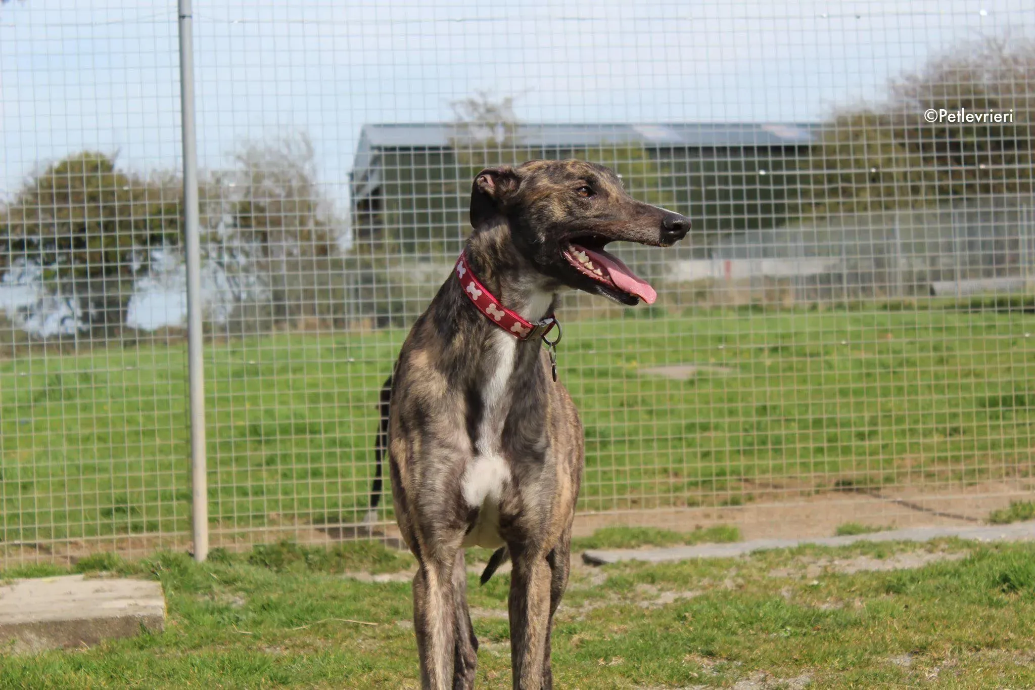 finn adozione levrieri greyhound 2 4