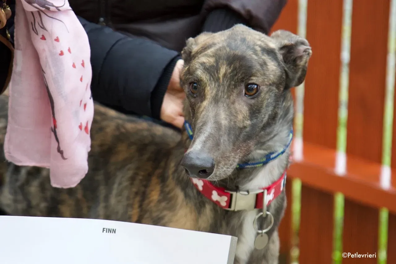 finn adozione levrieri greyhound 3 2
