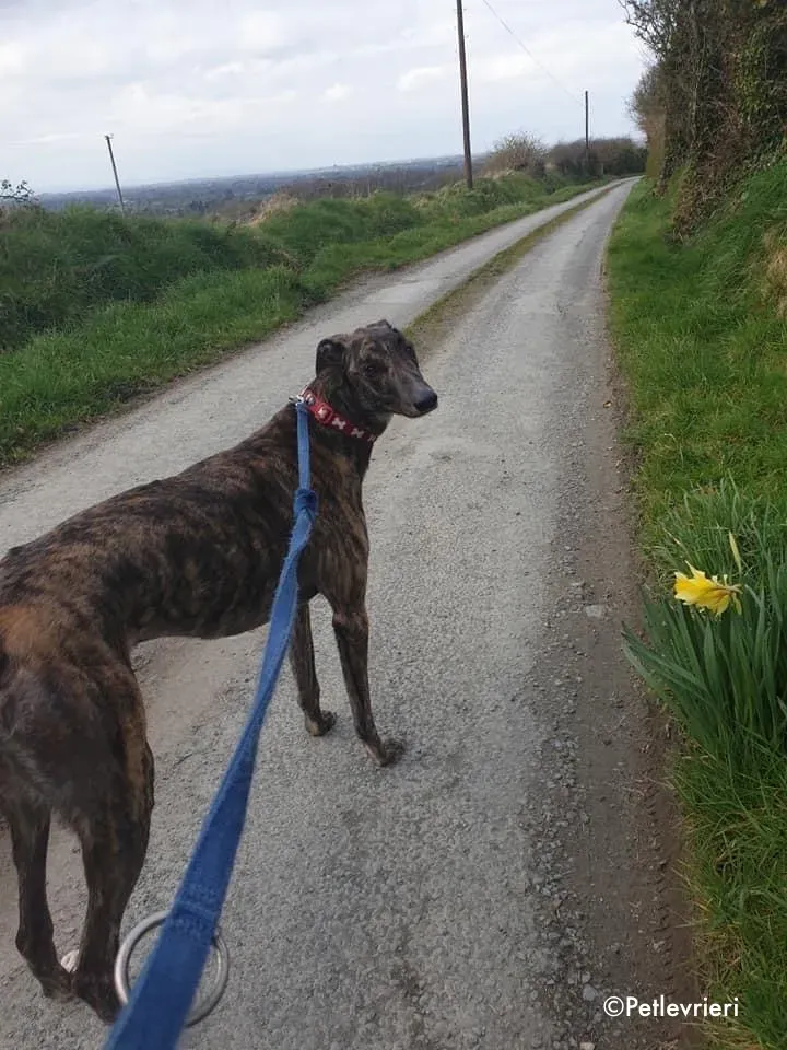 finn adozione levrieri greyhound 3 3