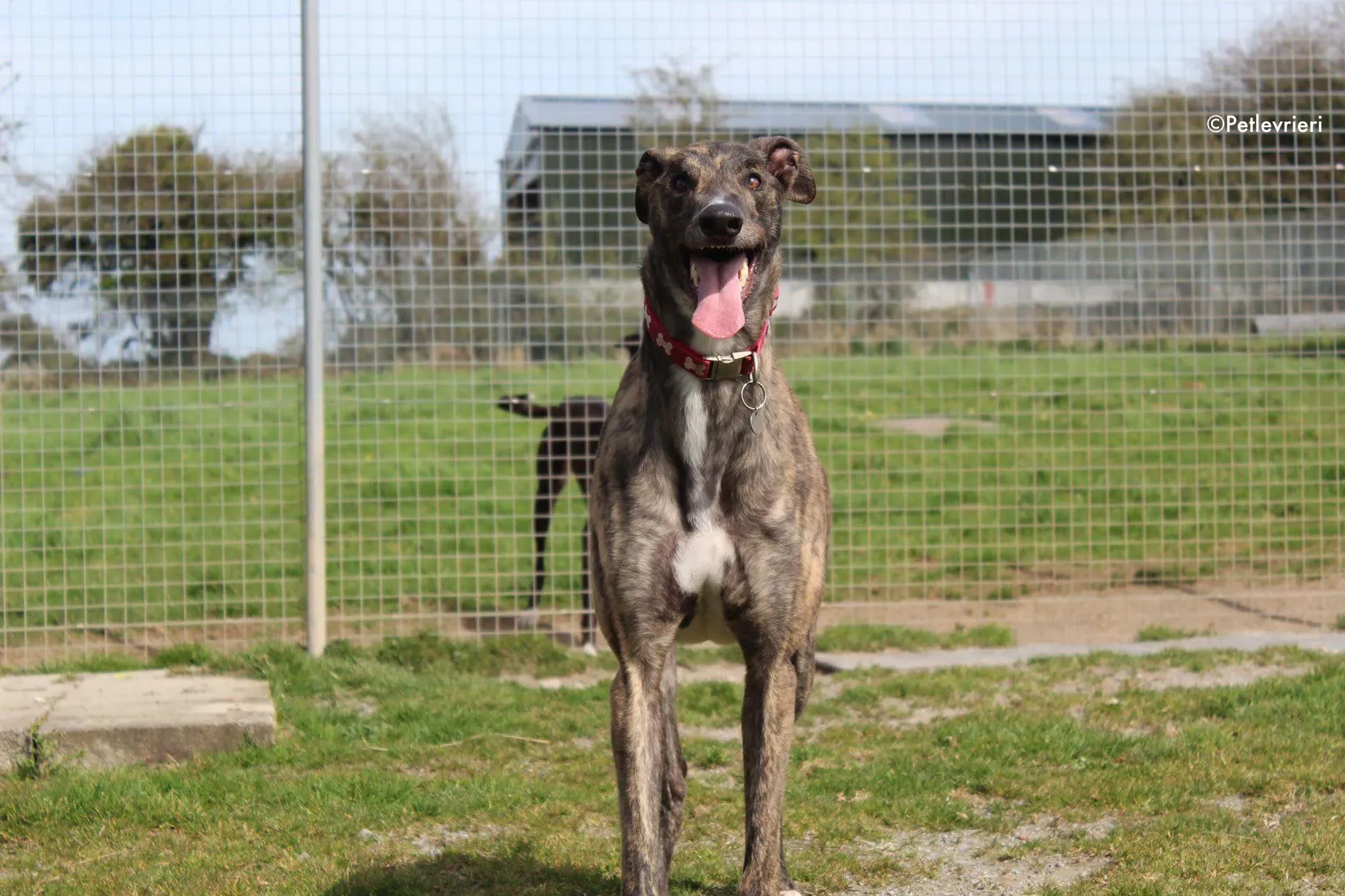 finn adozione levrieri greyhound 3 4