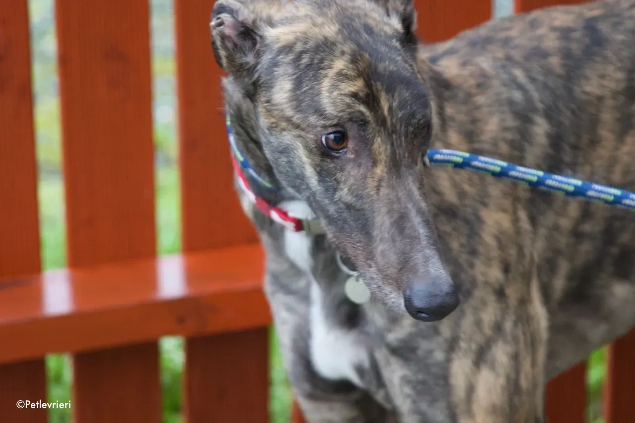 finn adozione levrieri greyhound 4 2