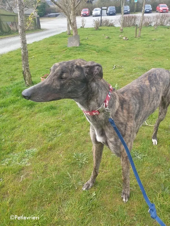 finn adozione levrieri greyhound 4 3