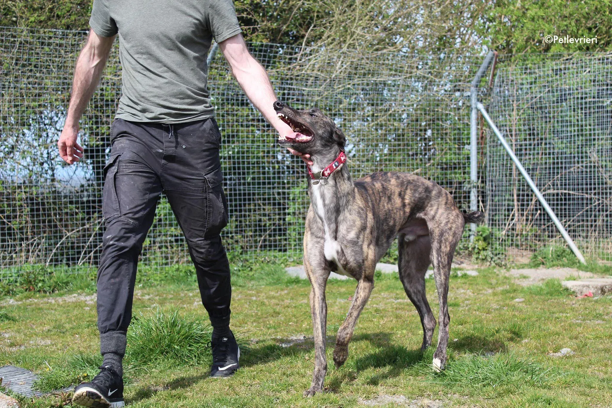 finn adozione levrieri greyhound 4 4