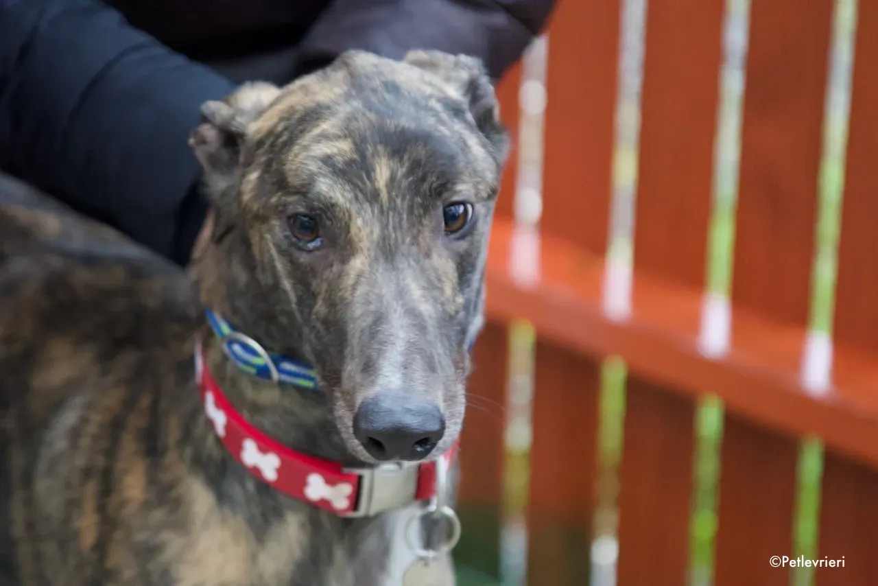 finn adozione levrieri greyhound 5 1