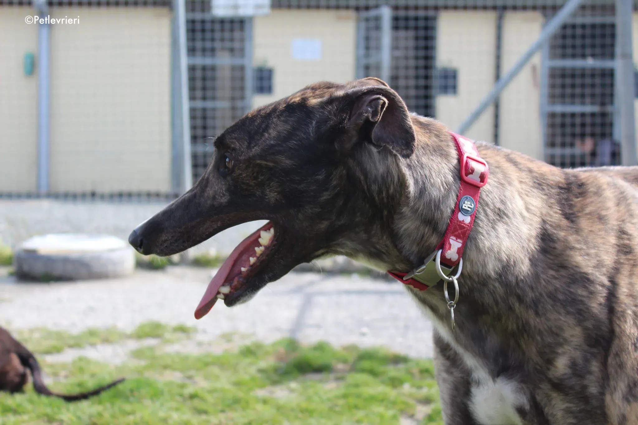 finn adozione levrieri greyhound 5 2