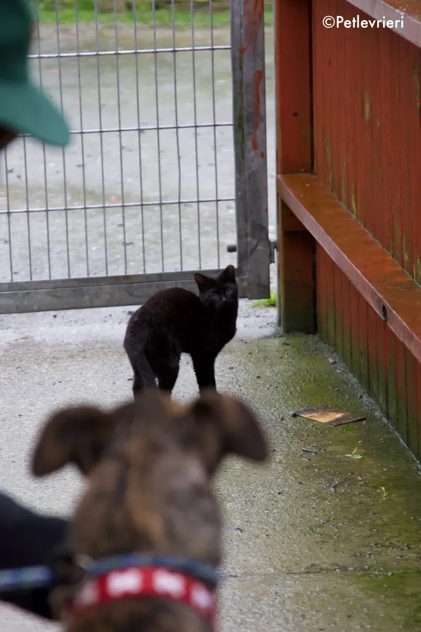 finn adozione levrieri greyhound 6 1