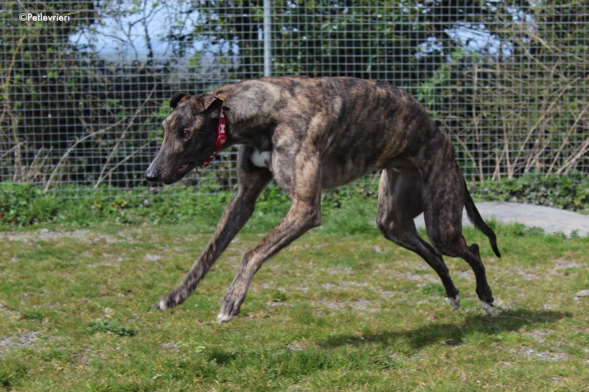 finn adozione levrieri greyhound 6 2