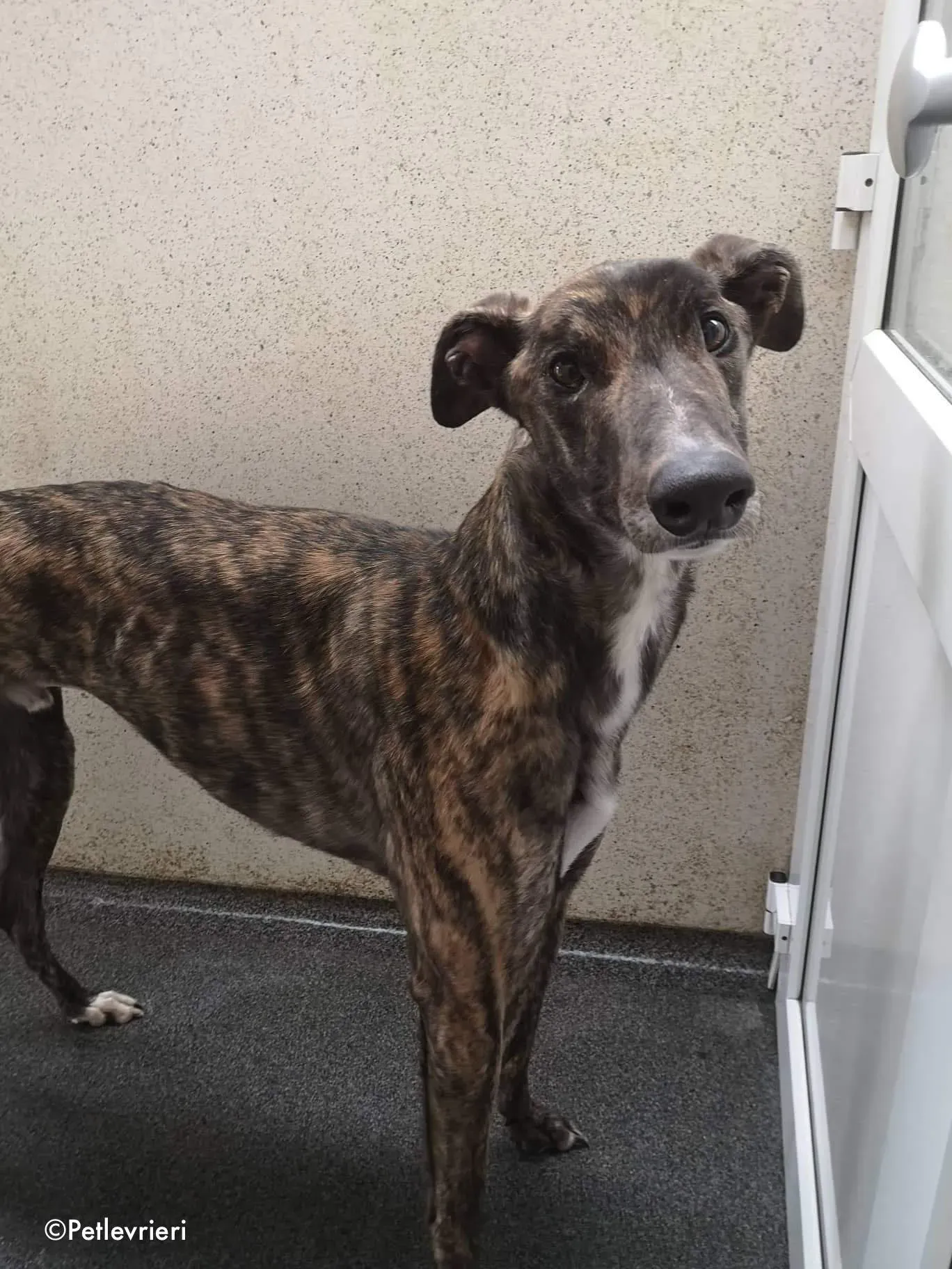 finn adozione levrieri greyhound 6