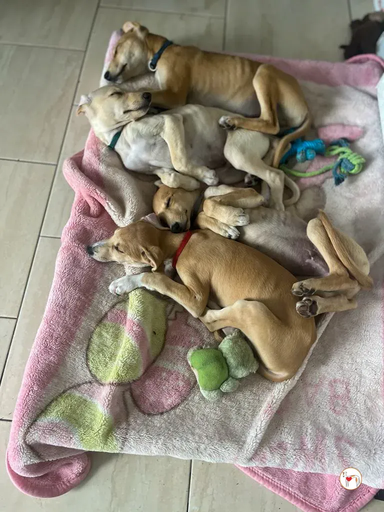 finn connor shay padraig grey adozione 1