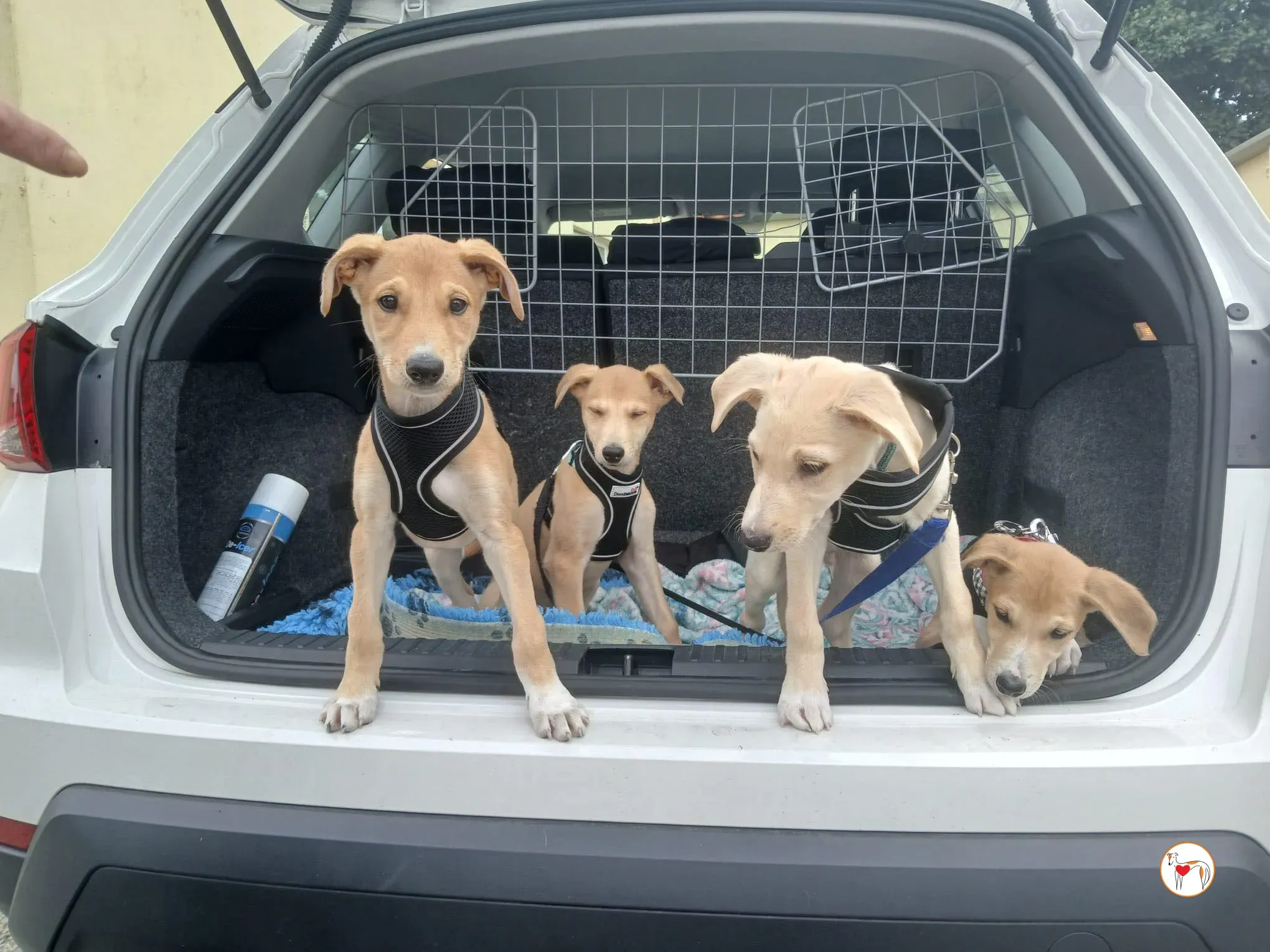 finn connor shay padraig grey adozione 20