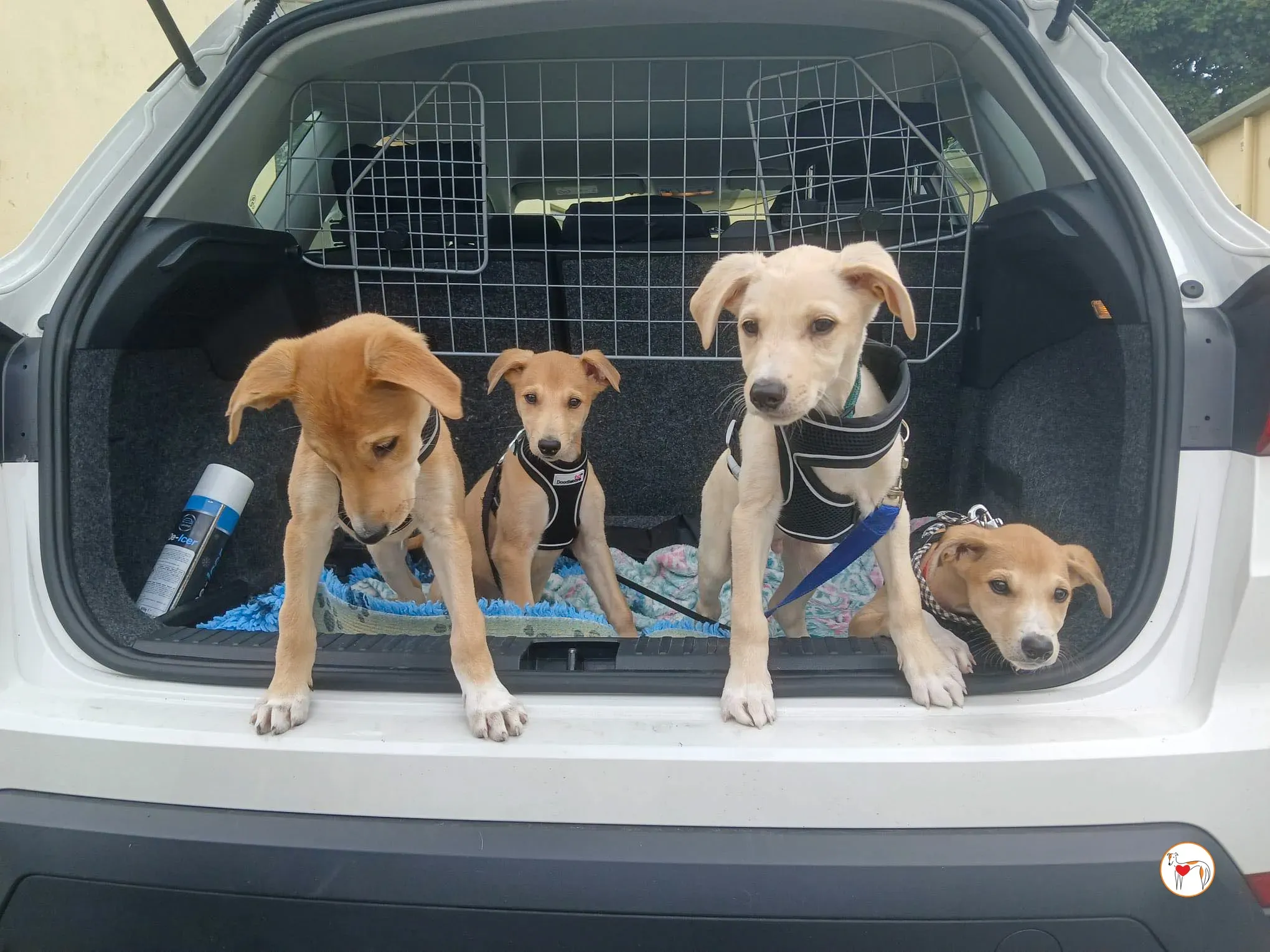 finn connor shay padraig grey adozione 21