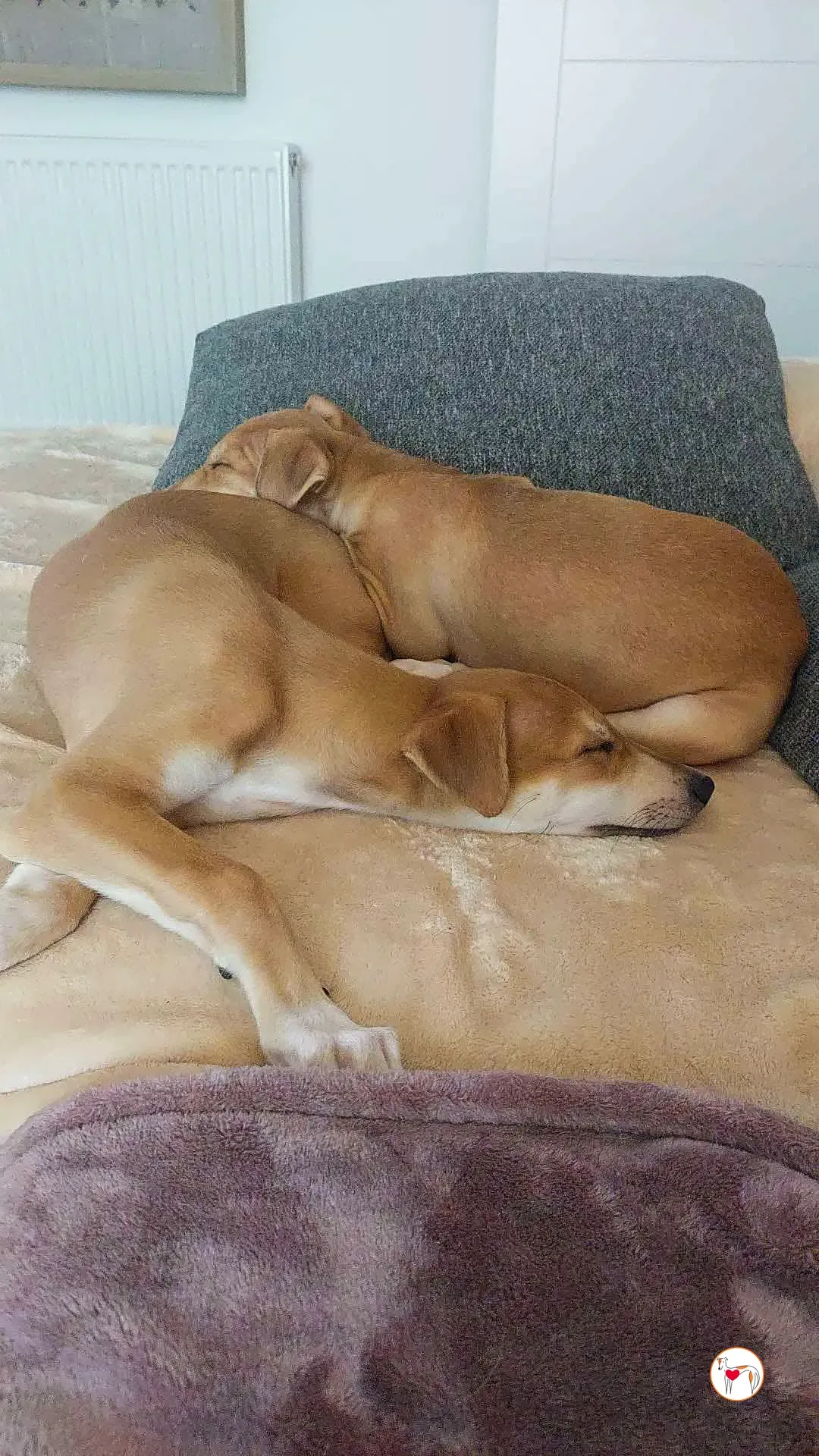 finn rory grey adozione 1