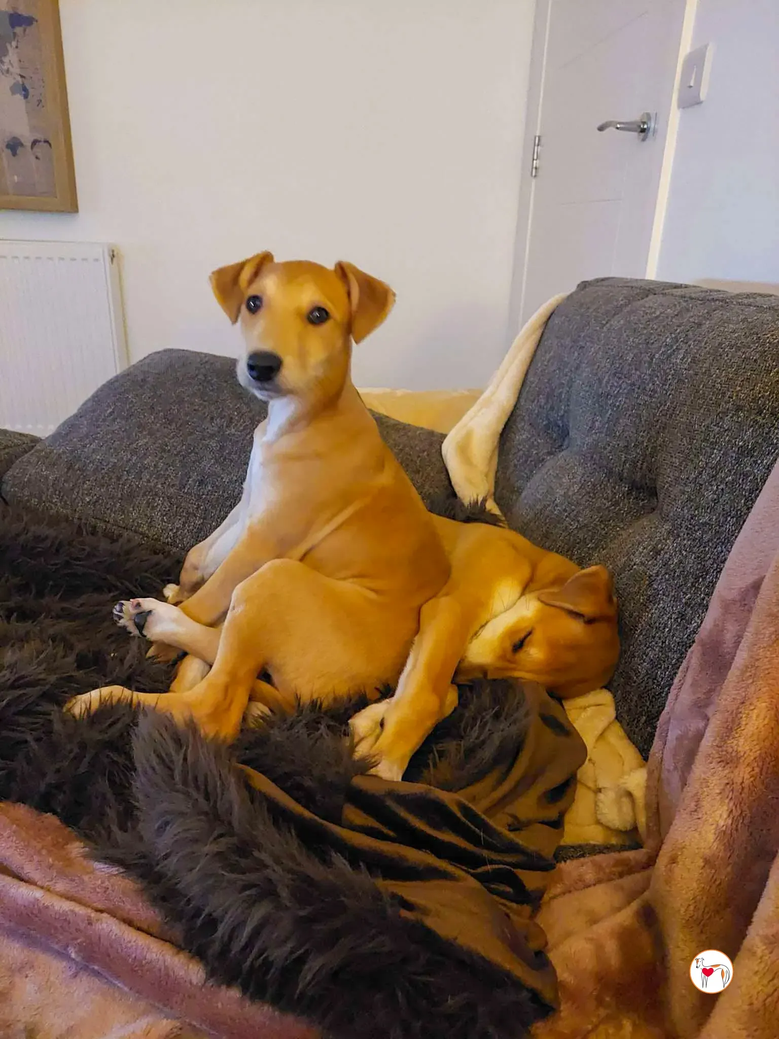 finn rory grey adozione 2