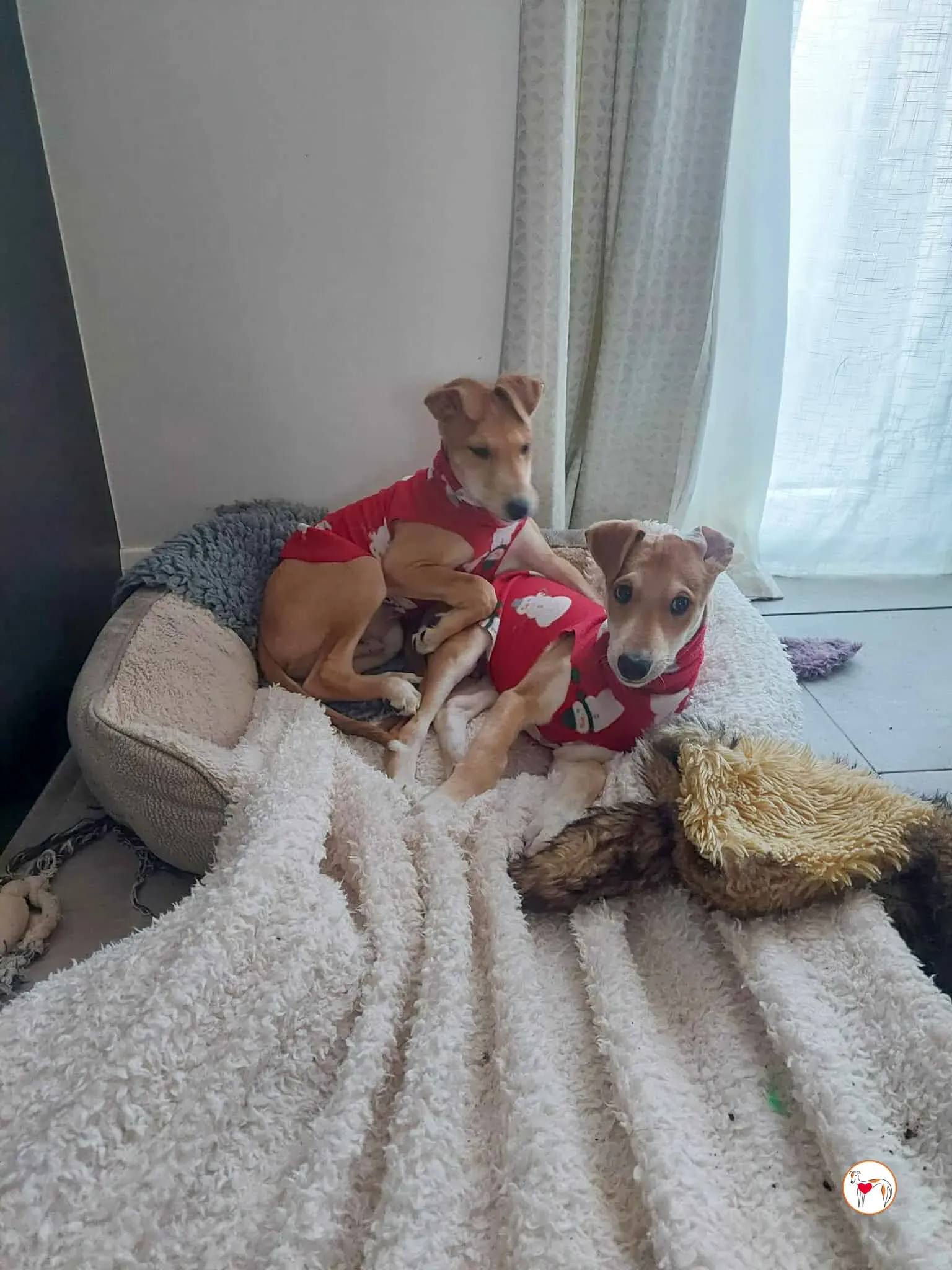 finn rory grey adozione 3