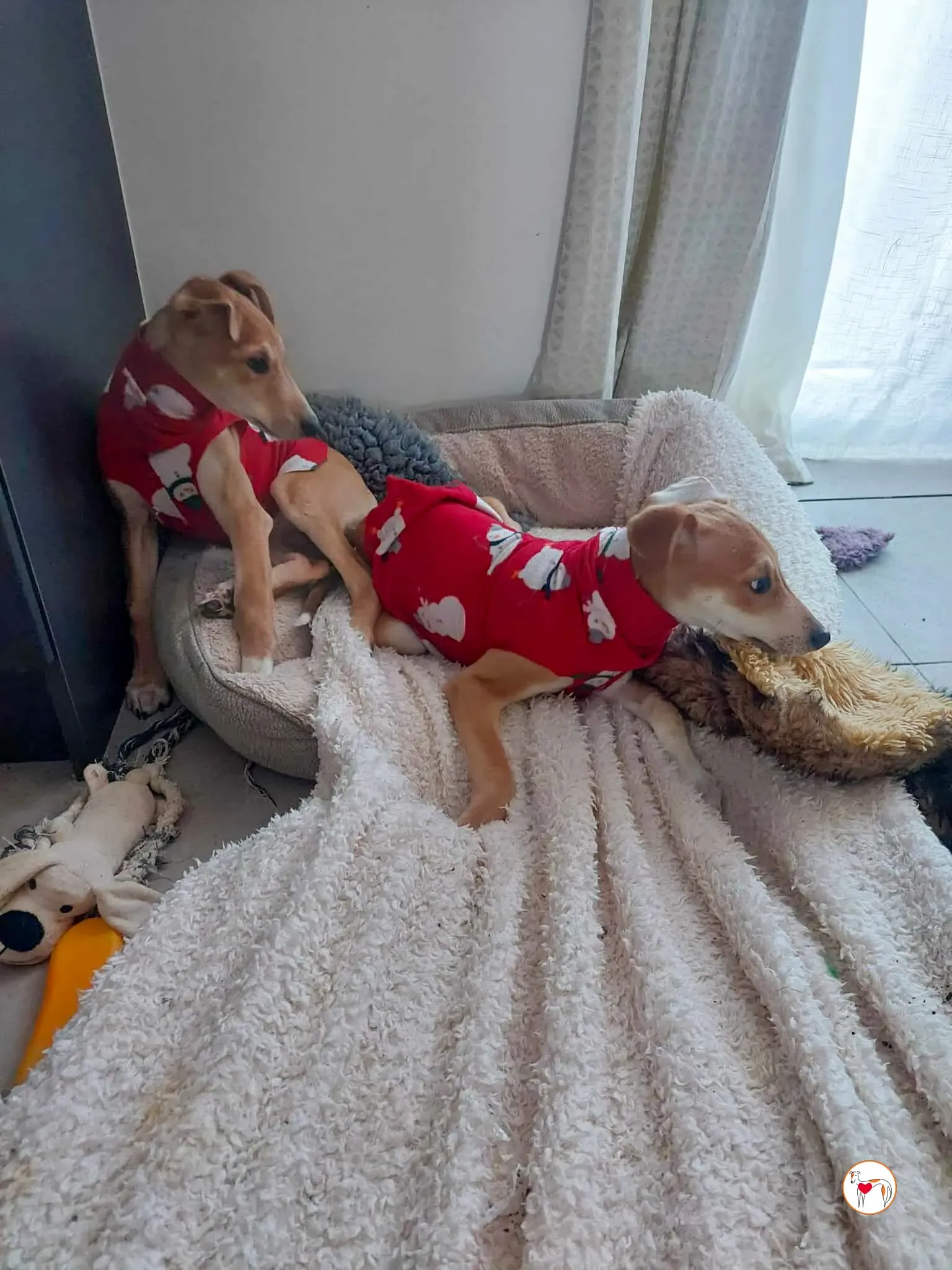 finn rory grey adozione 4